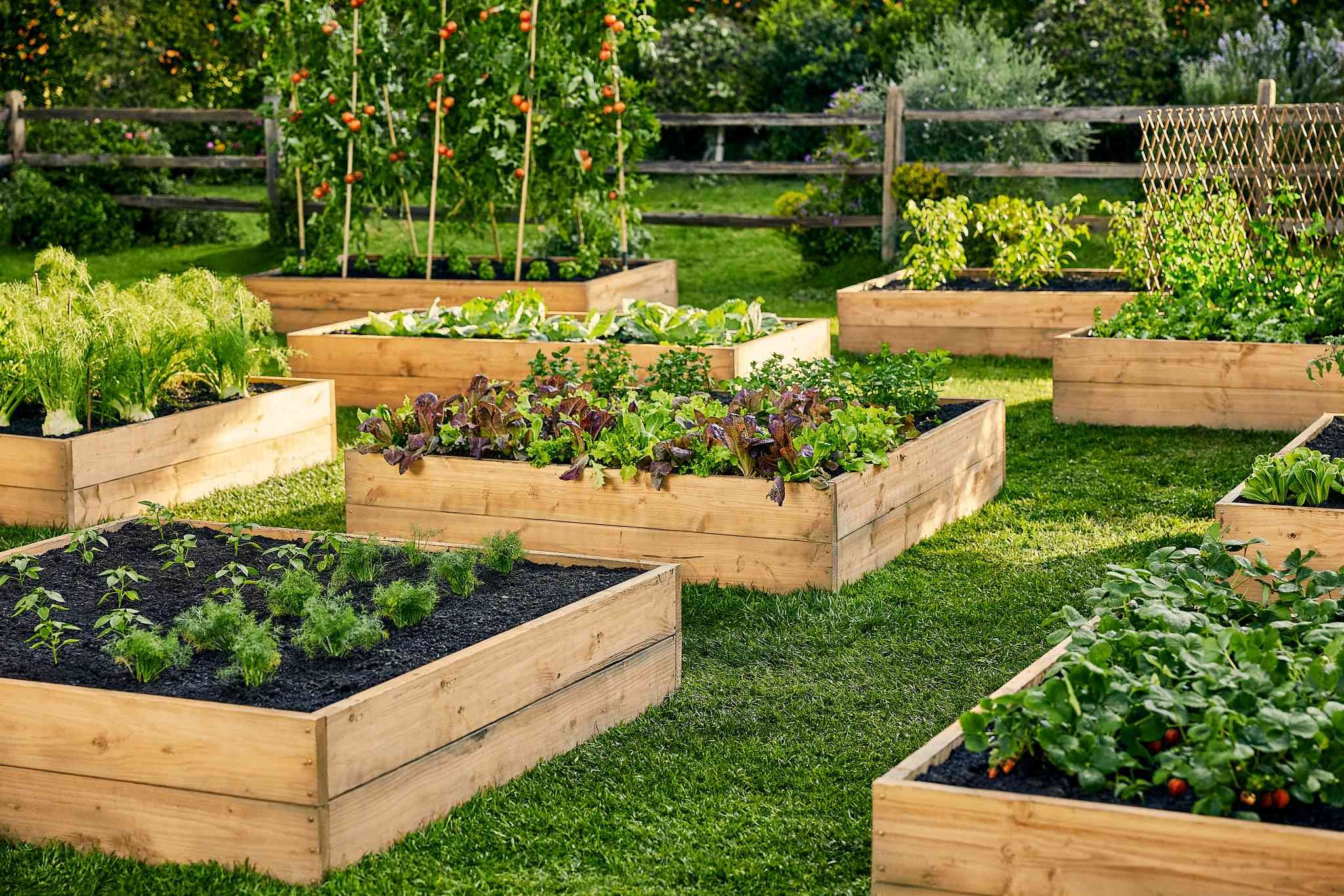 An Image of the Organic Garden
