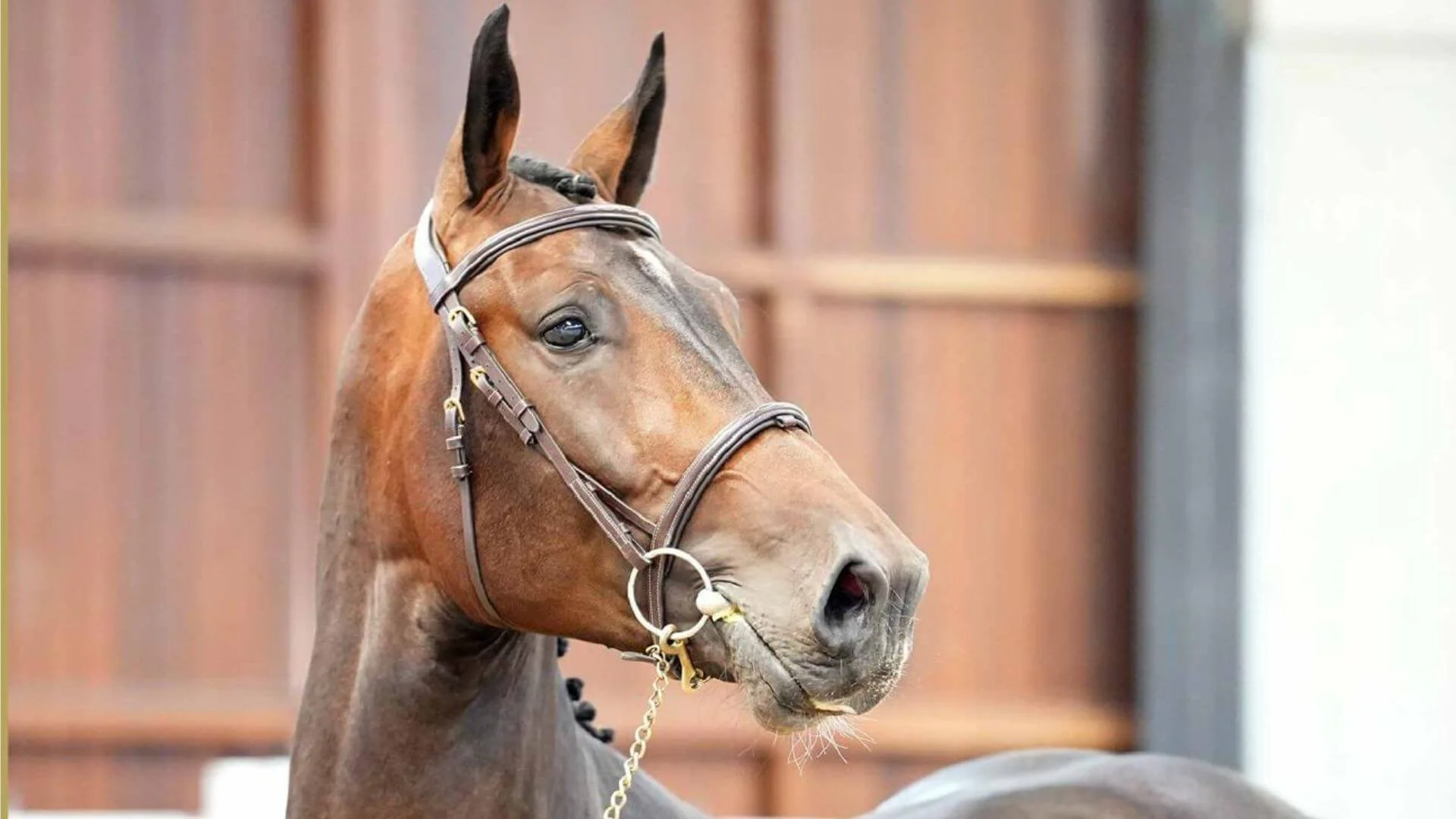 Championnat de Belgique à Gesves : deux podiums pour le Haras de la Bastide