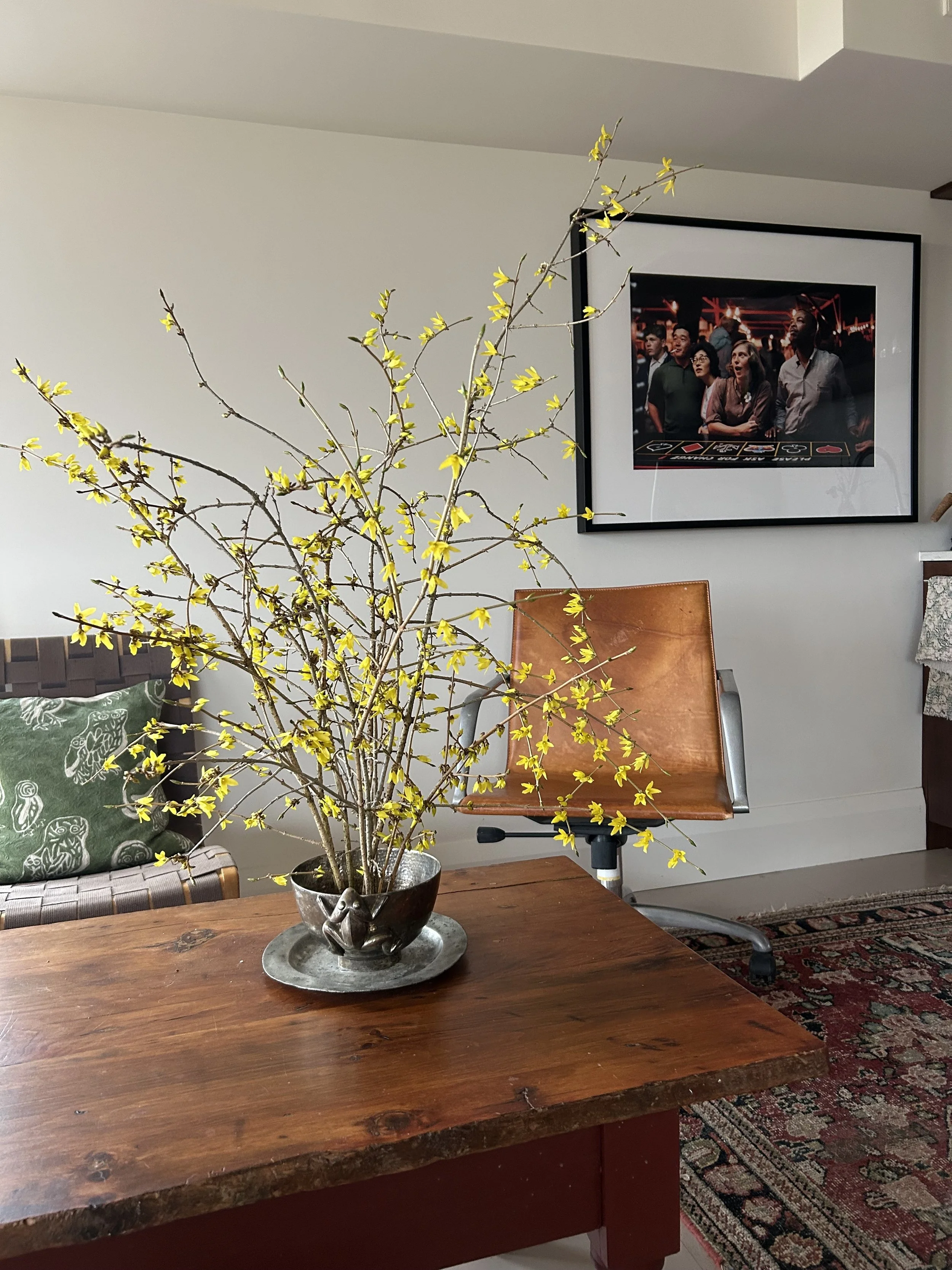 forsythia.jpg