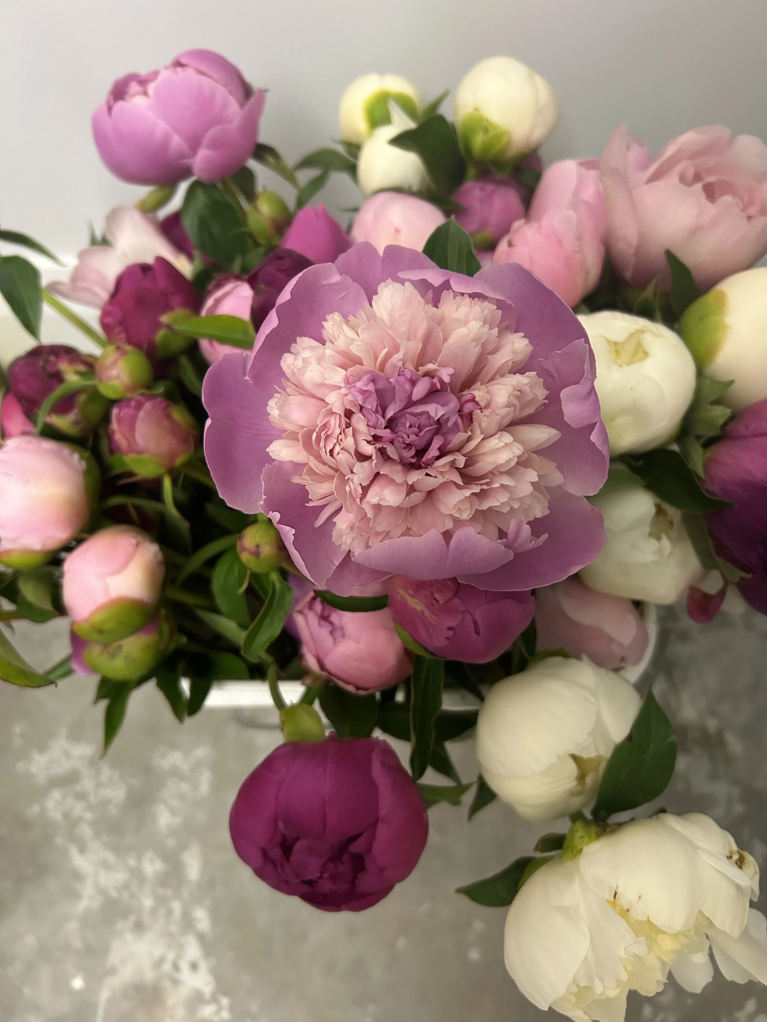 IMG_8565.jpeg