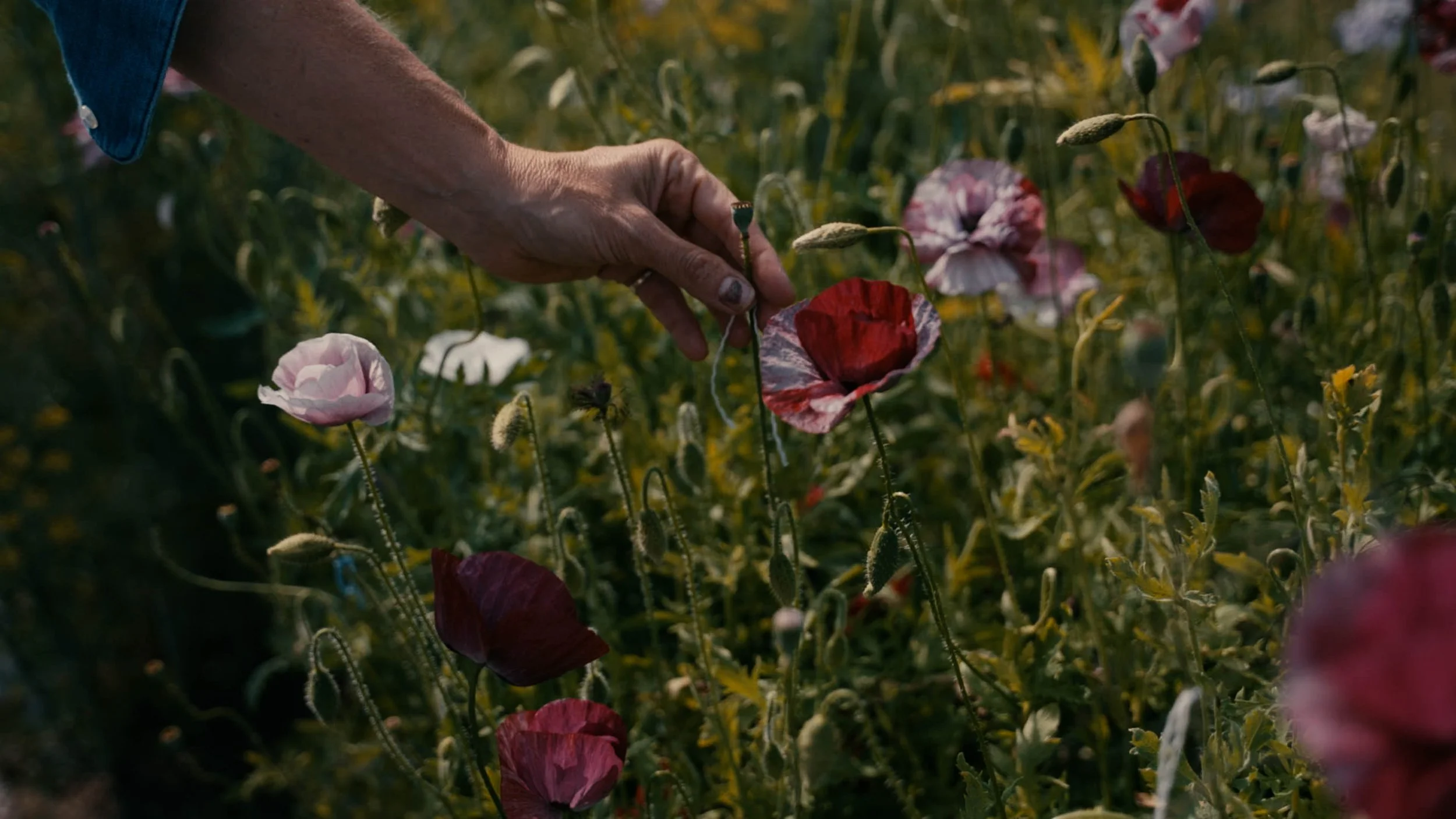Close-up of a person's hand touching red and pink poppy flowers in a field.