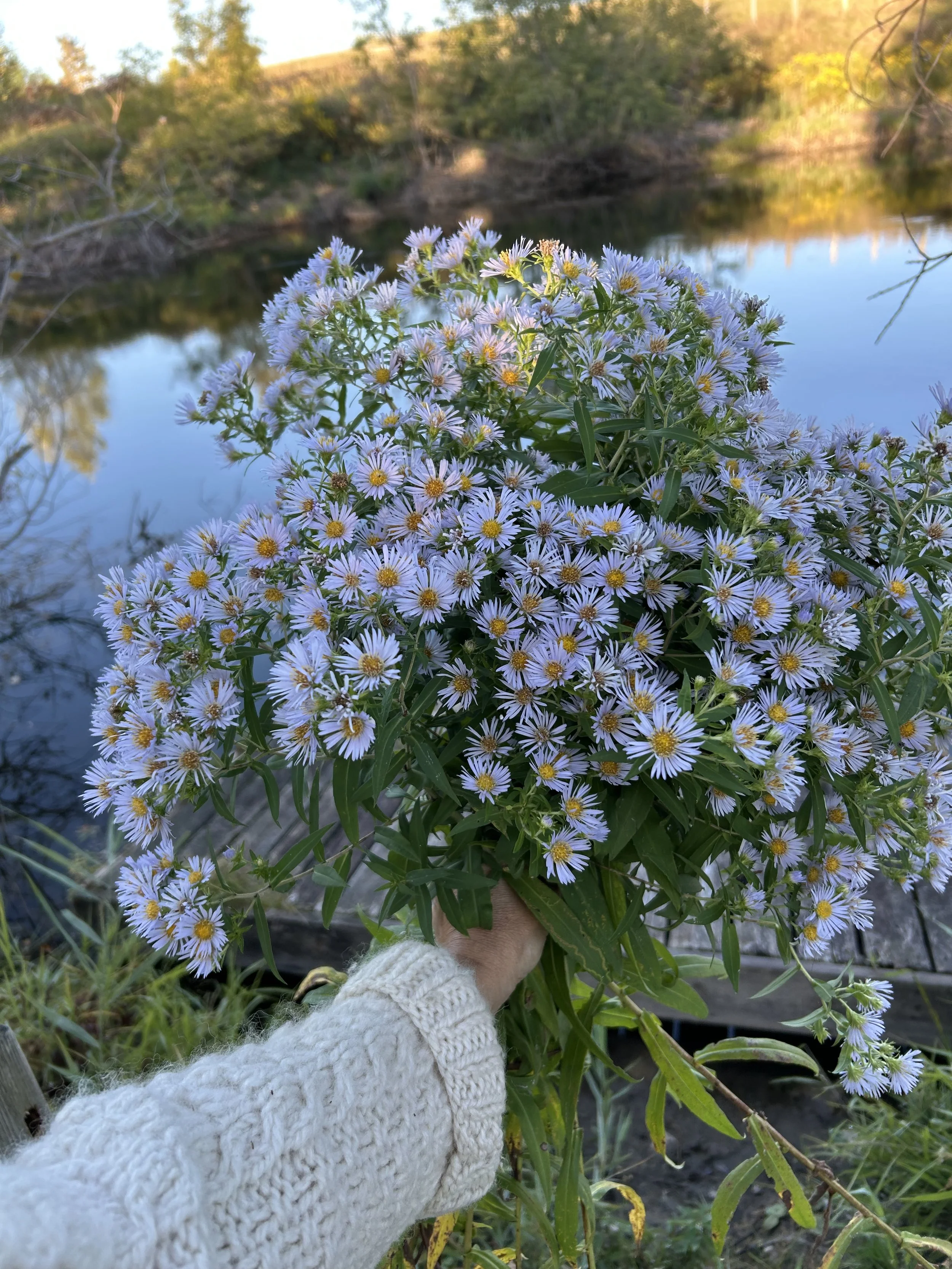 A hand holding a large bouquet of native asters (small purple flowers with yellow centers) near a body of water, with trees in the background.
