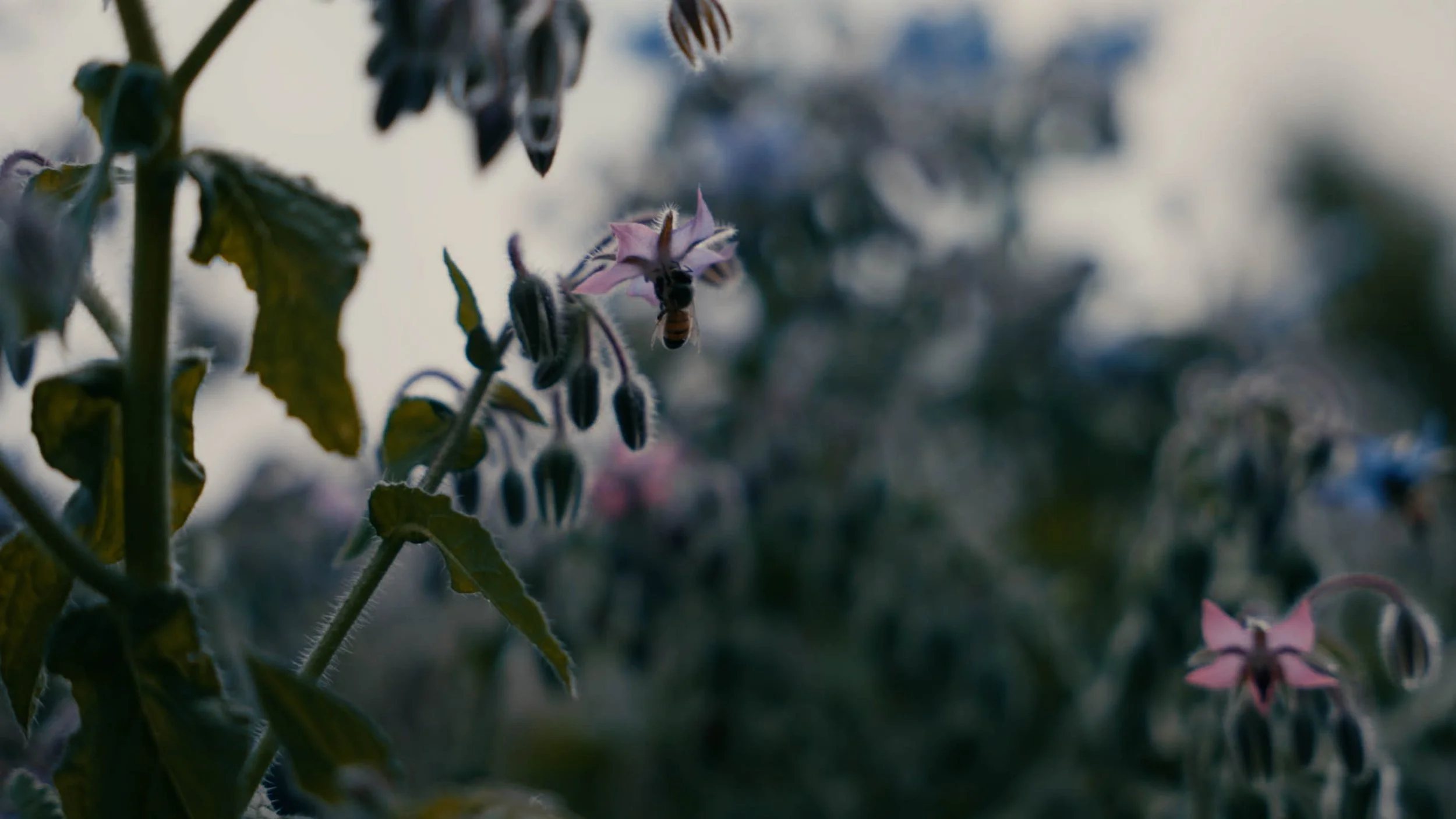 The Full Season Share (8 Magical Weeks)