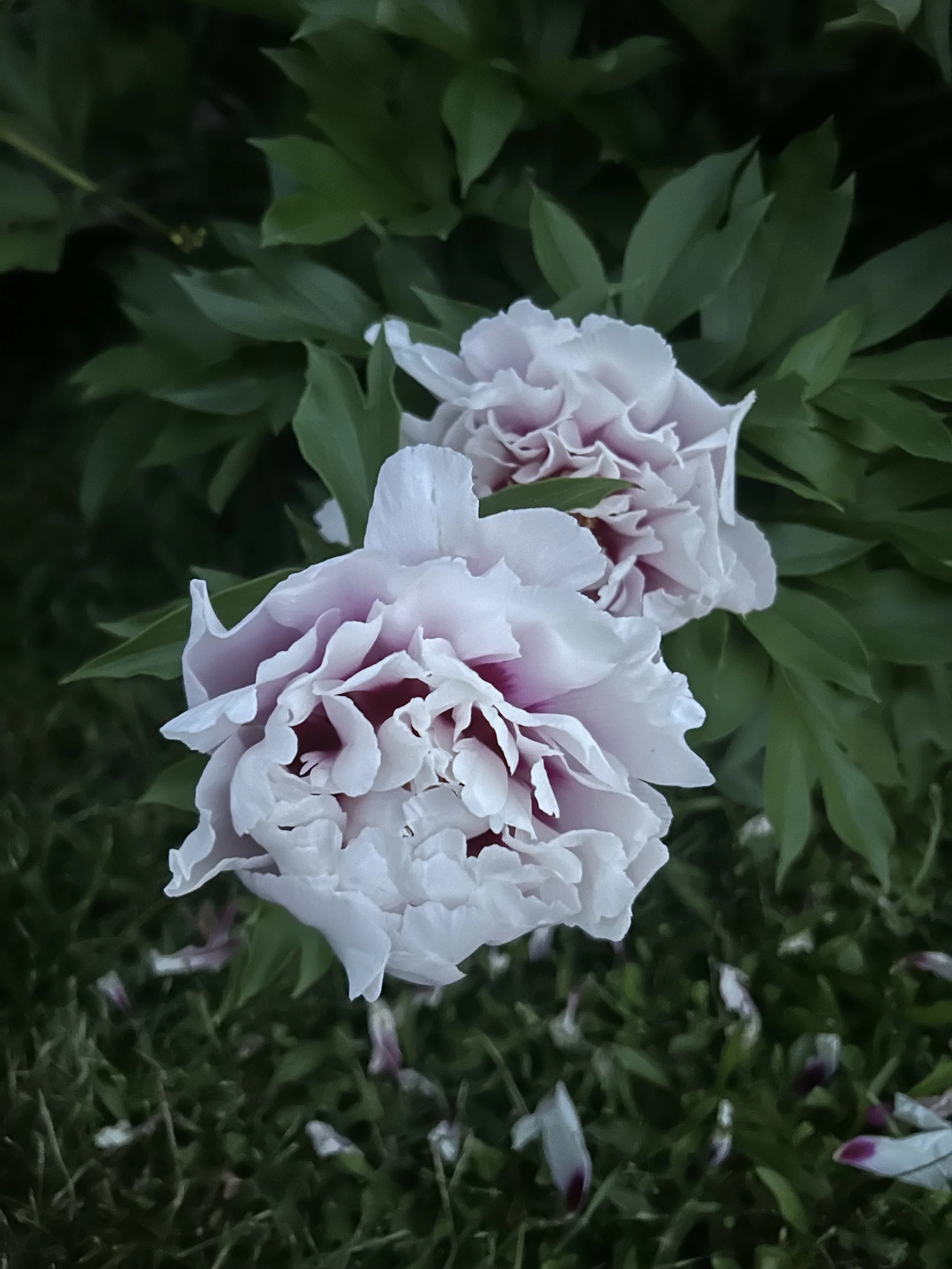The Early Season Peony Share (3 Glorious Weeks)