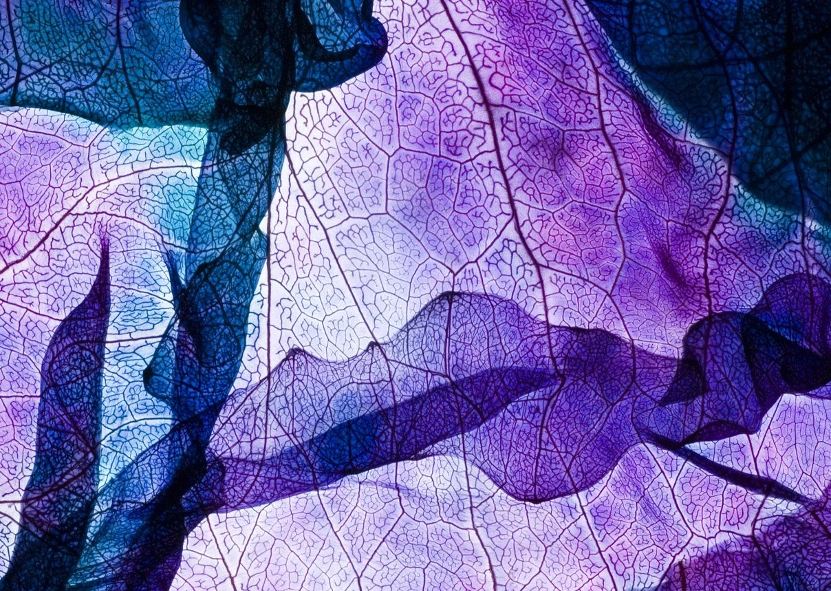 Deep Violet Motion
