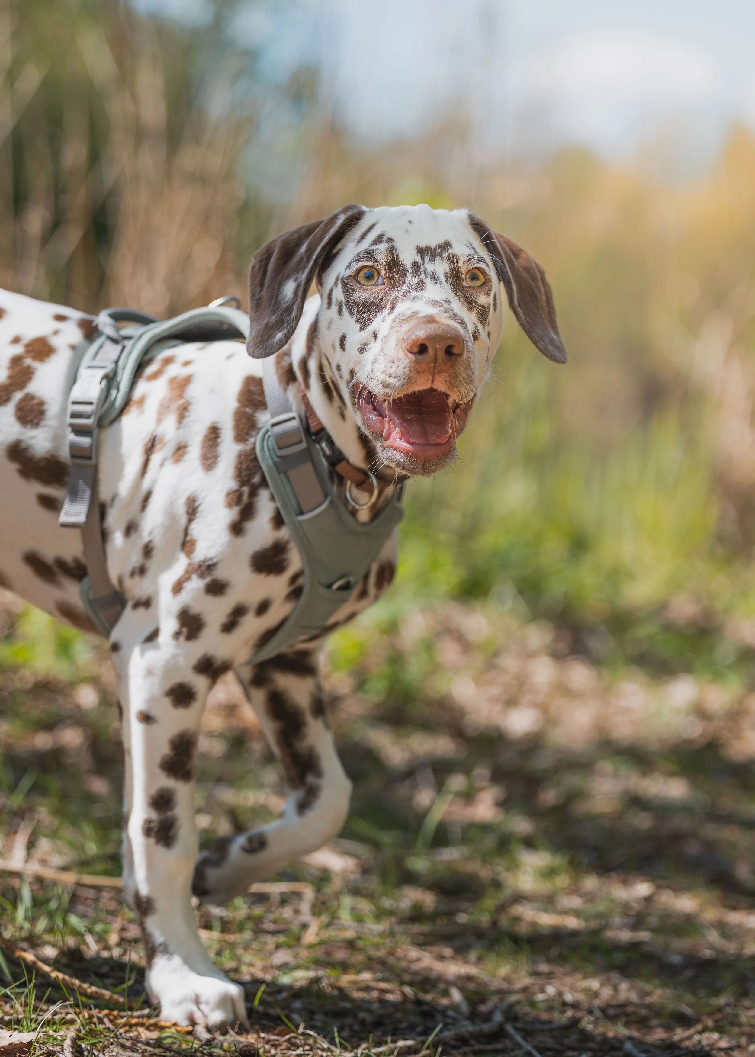 Ein Welpe. Ein Hund lächelt in die Kamera 