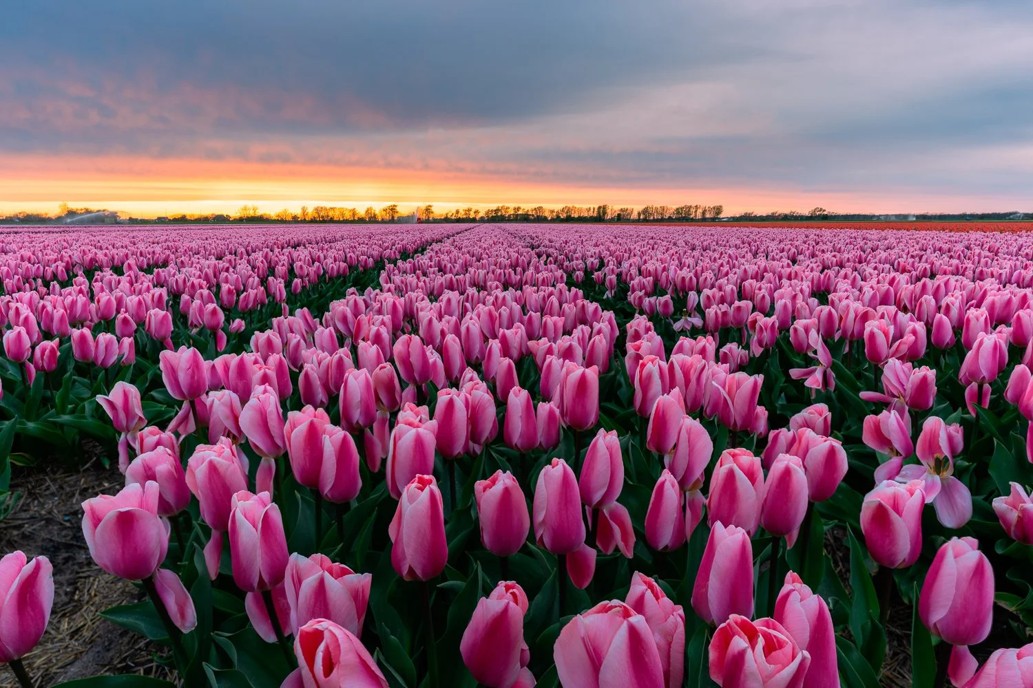 Tulpenveld, Burgerbrug.jpg