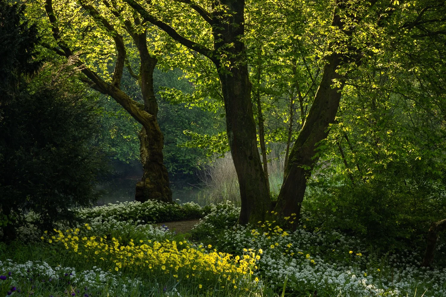 Amsterdamse Bos lente.jpg