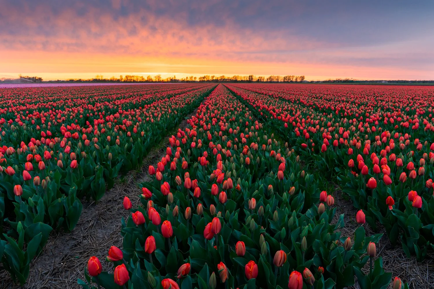 Tulpenveld II Burgerbrug_.jpg
