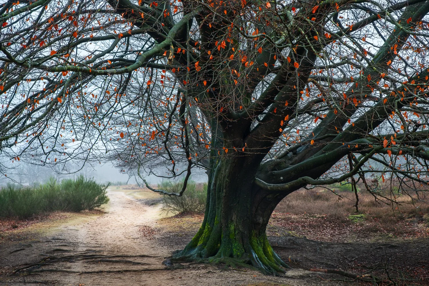 Winterboom, Westerheide, Hilversum.jpg