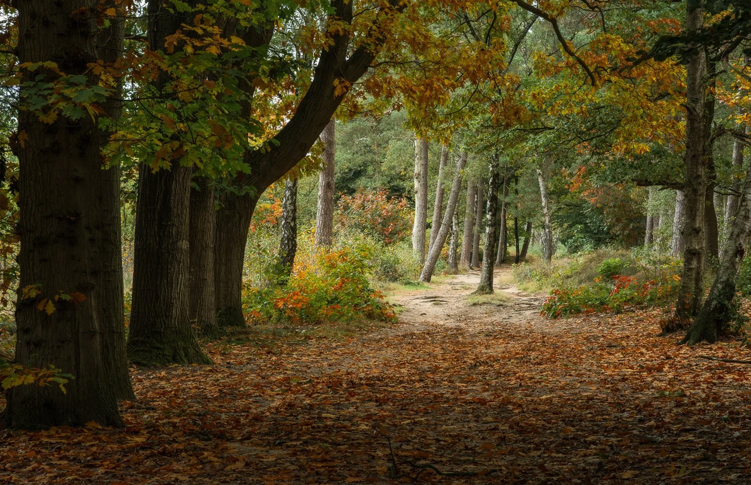 Doorn - Kaapse bossen.jpg