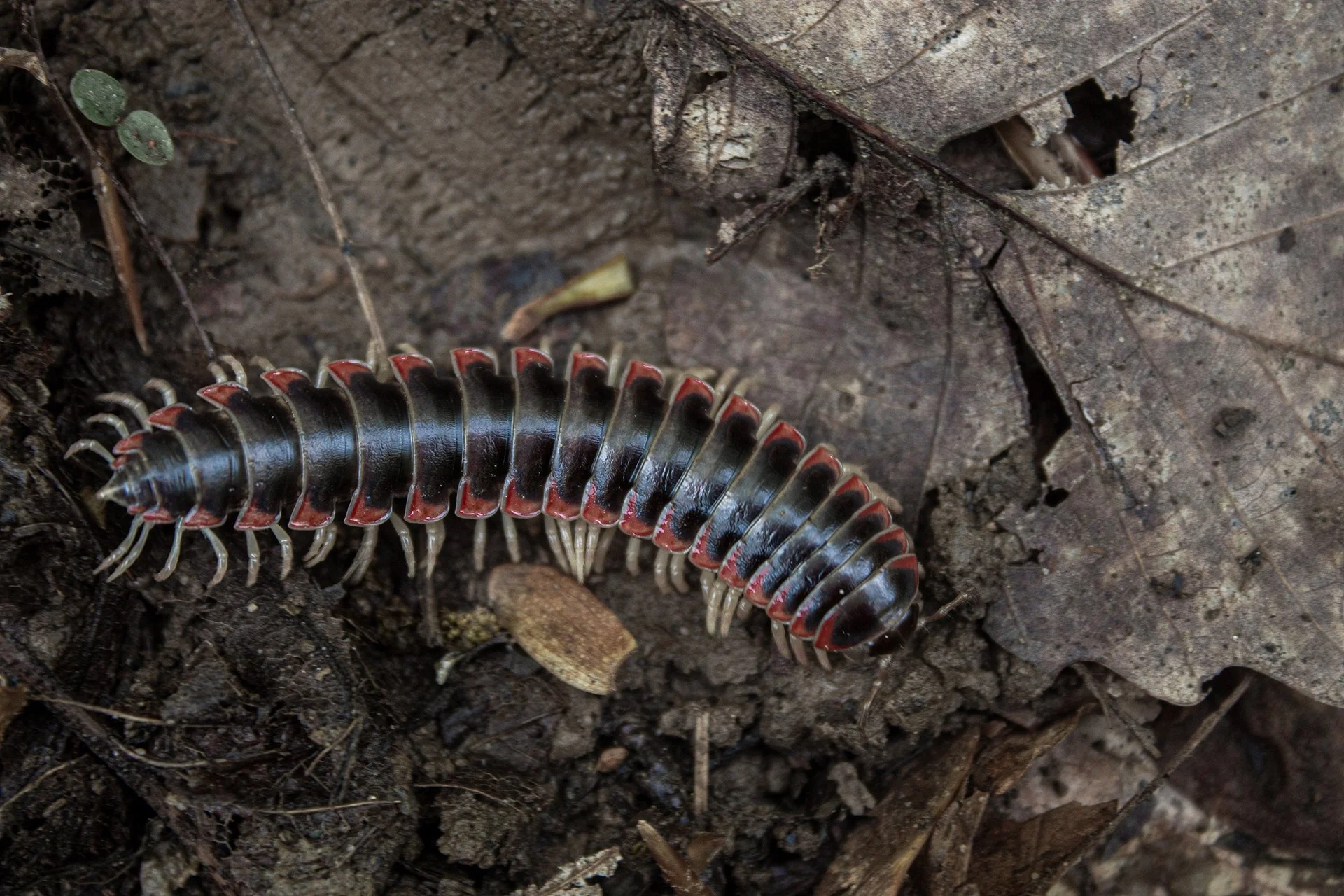 Centipede.jpg