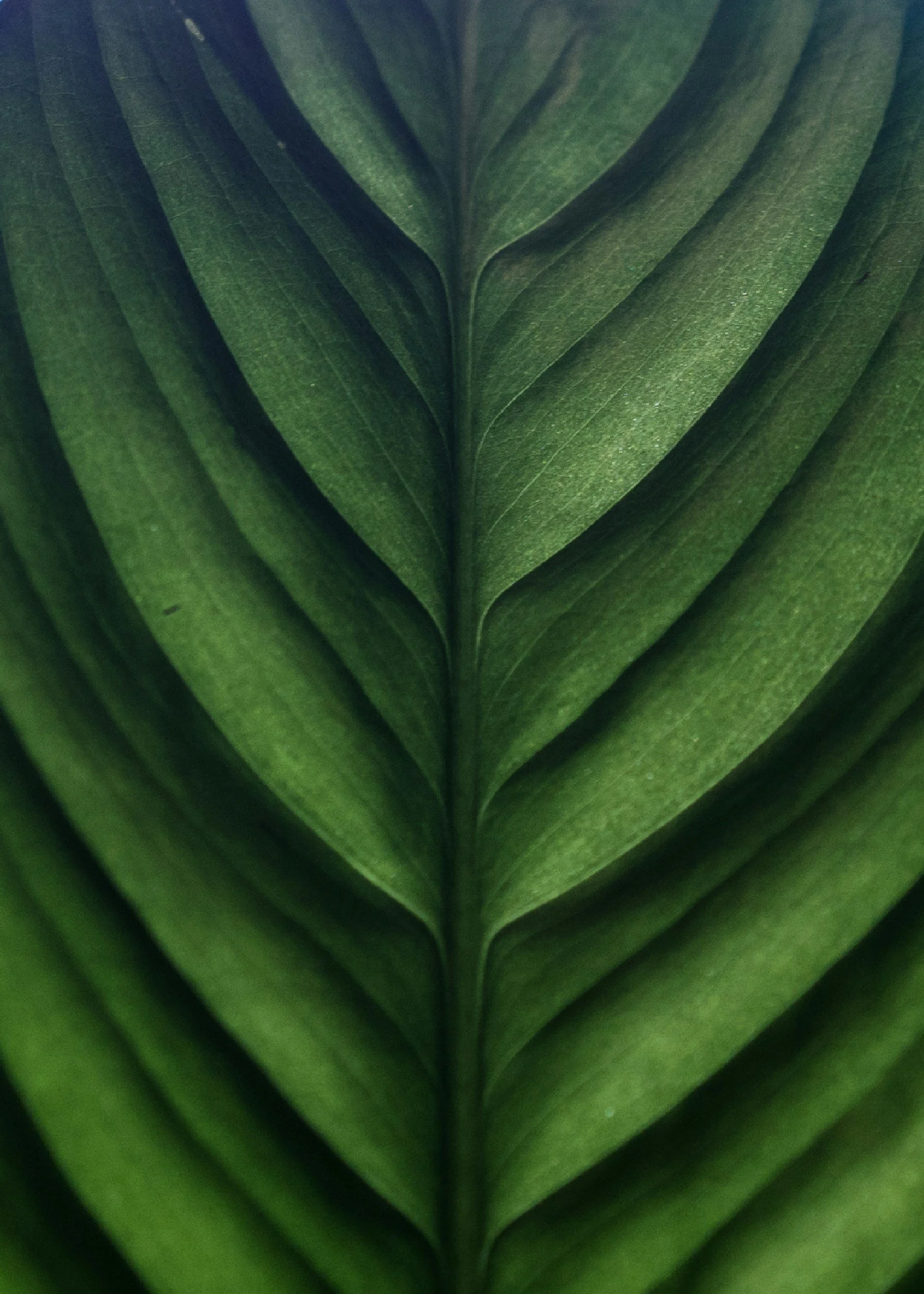 Close-up of a green leaf with a central vein and symmetrical pattern of smaller veins.