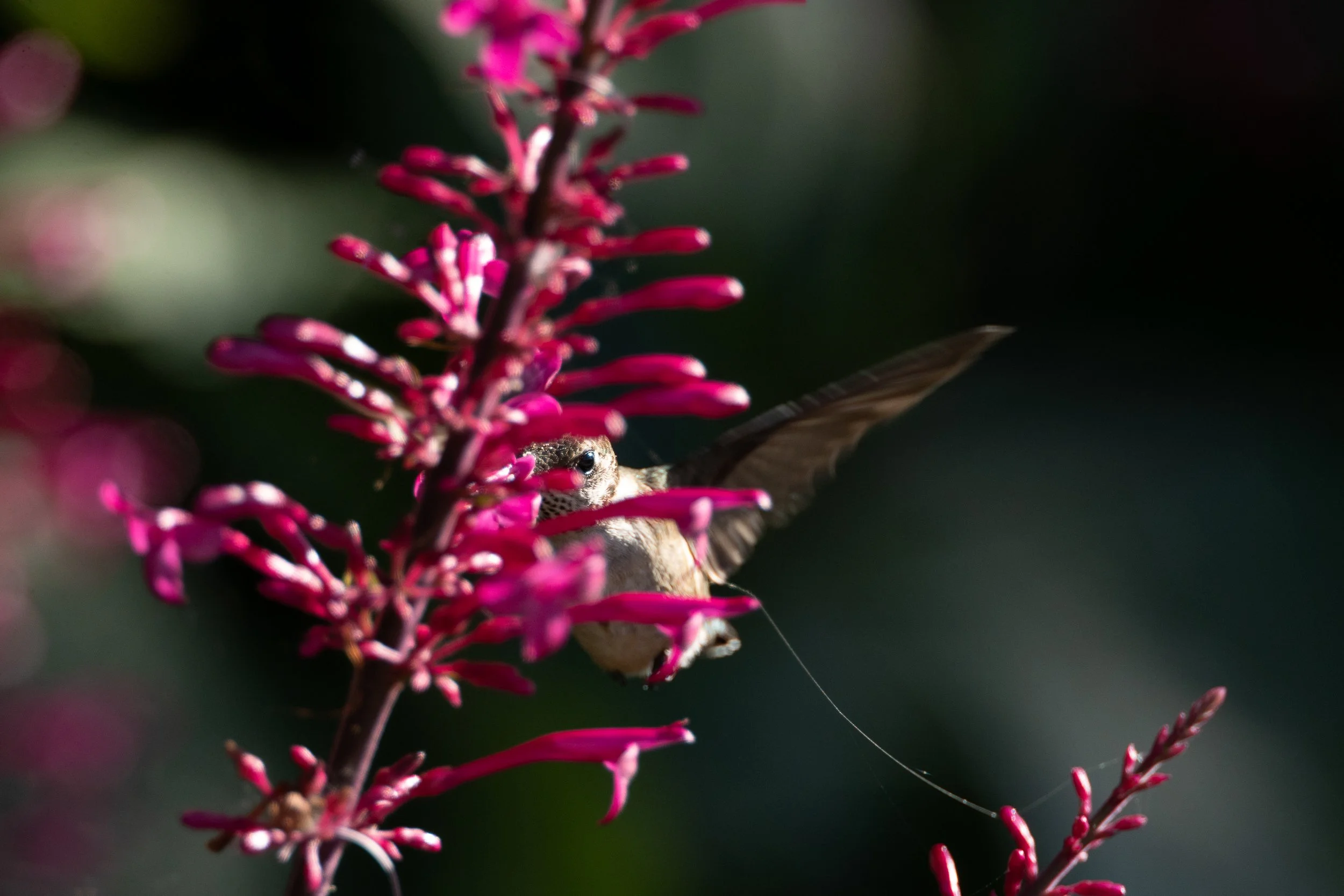 20230107_hummingbird_0009.jpg