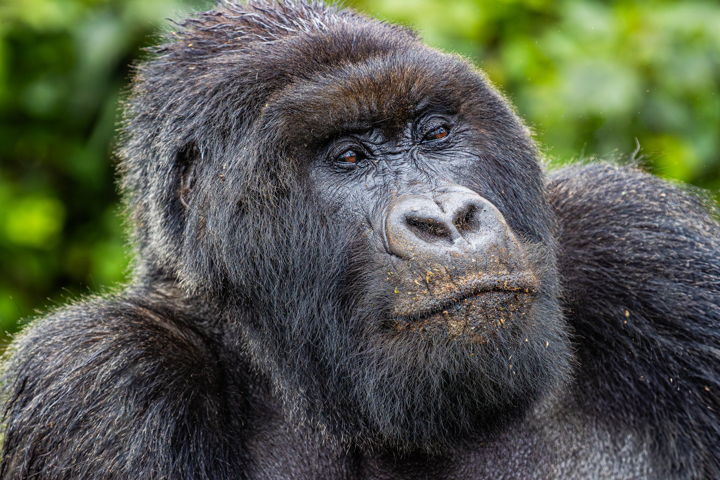 20240617_rwanda_gorillas_0403.jpg