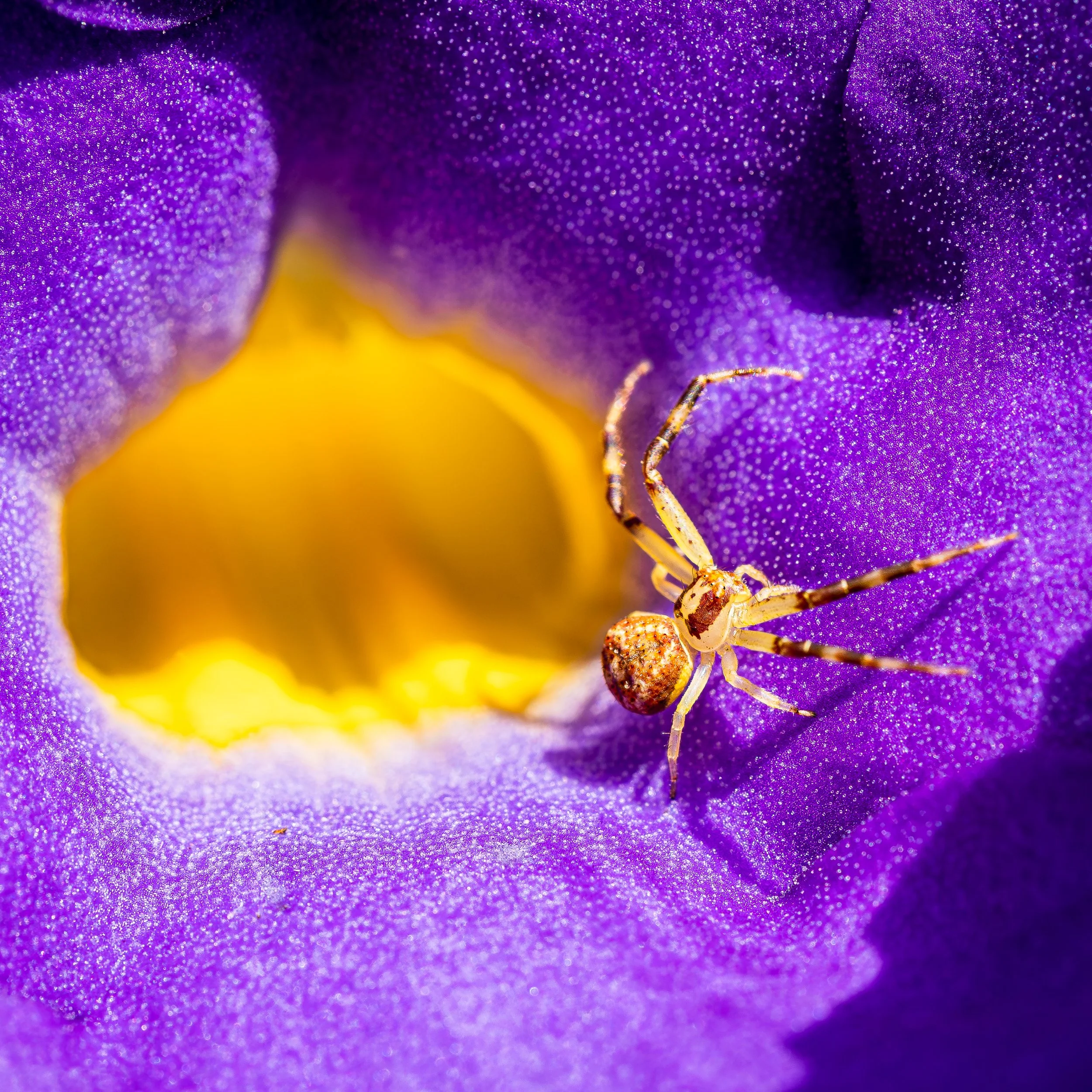 20220614_kings_spider_0066-Enhanced-NR.jpg