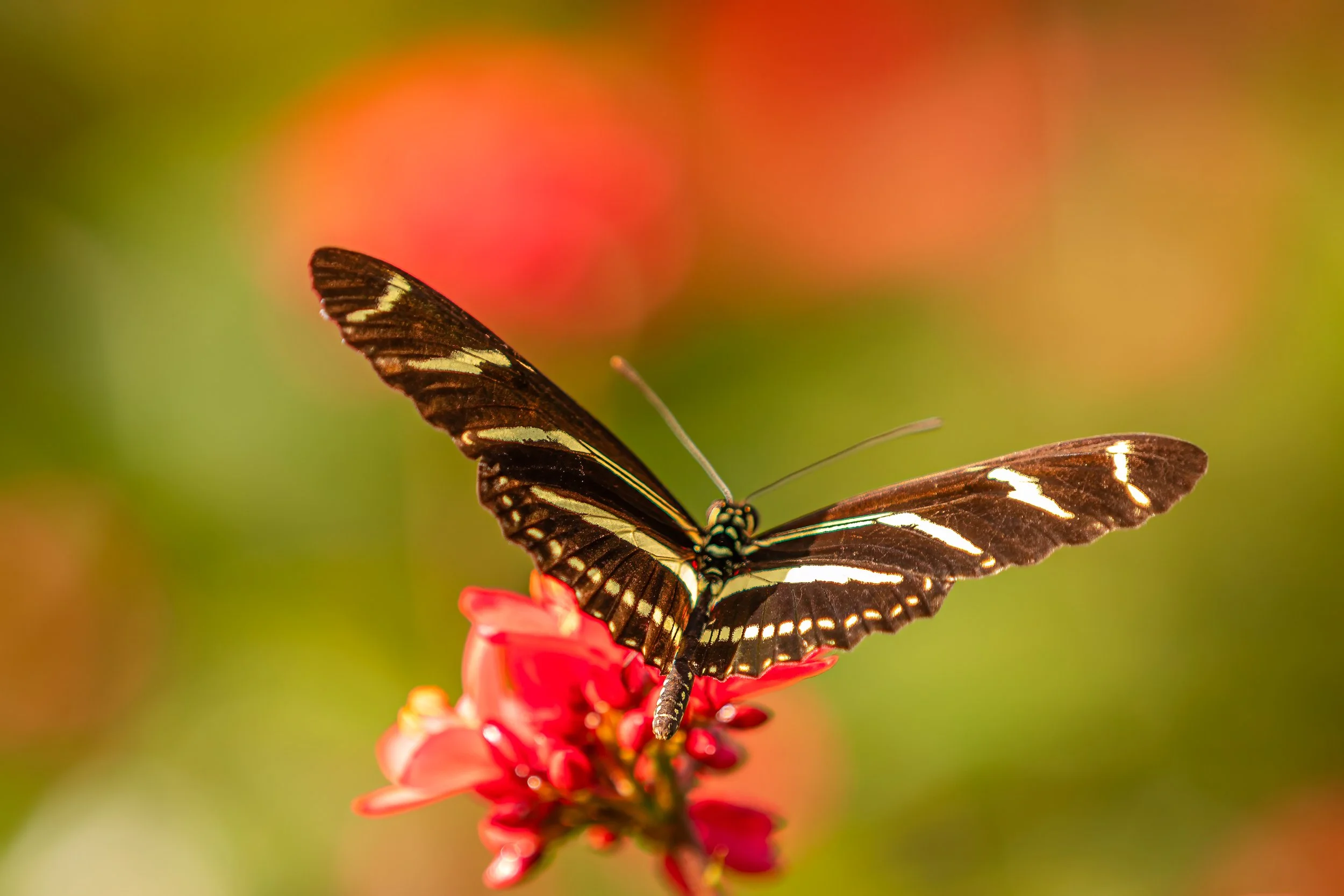 20190714_bees_zebra_butterflies_0329-Edit.jpg