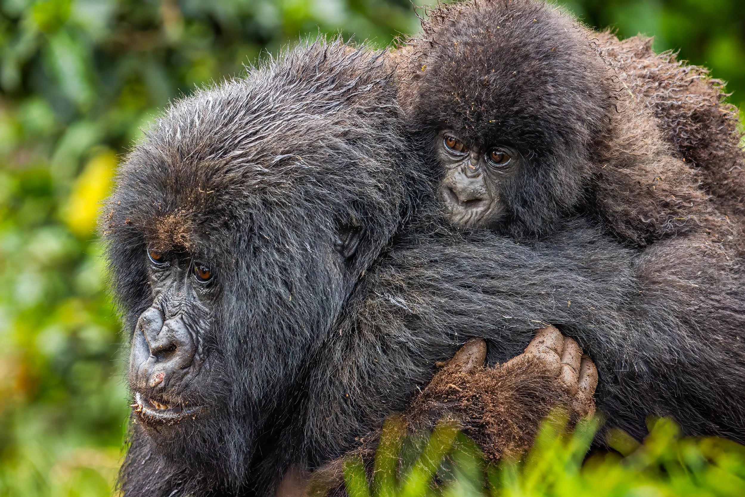 20240617_rwanda_gorillas_0388-Enhanced-NR-Edit.jpg
