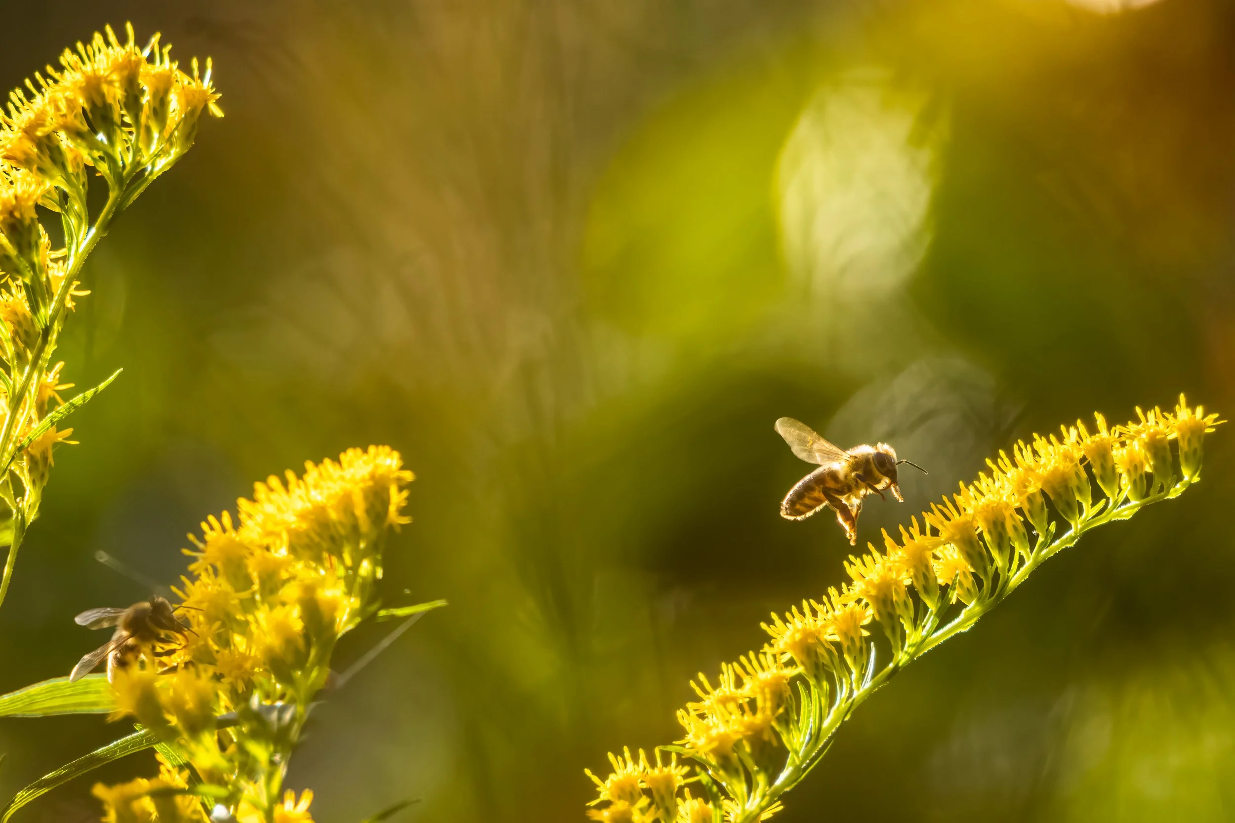 20220214_flowers_goldenrod_bees_0200-Edit-2.jpg