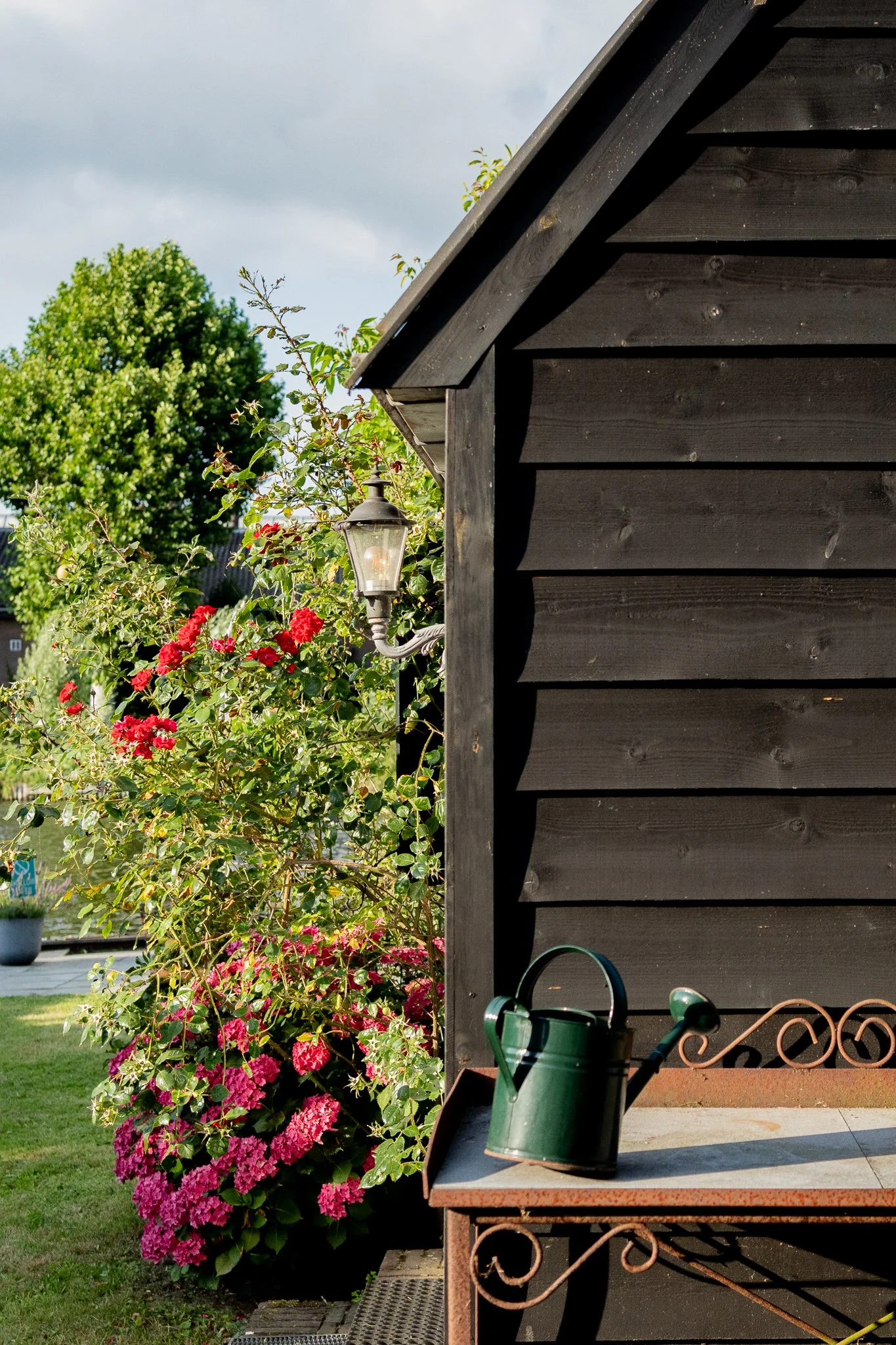A black wooden shed with a sloped roof, a vintage-style outdoor lantern, a gardening watering can, and lush flowering bushes, including pink and red blossoms, in a backyard garden during daylight.