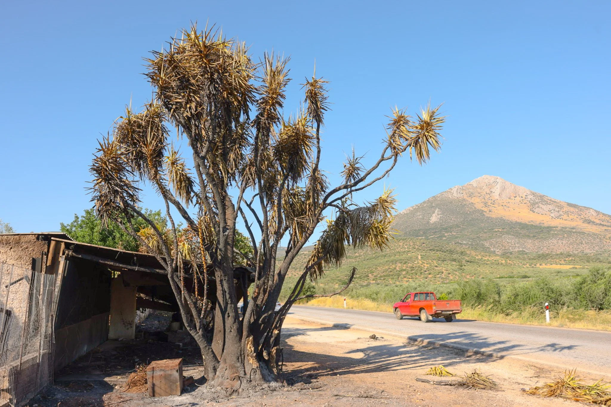 Burned fruit stand near Fichti village and Mycenae.