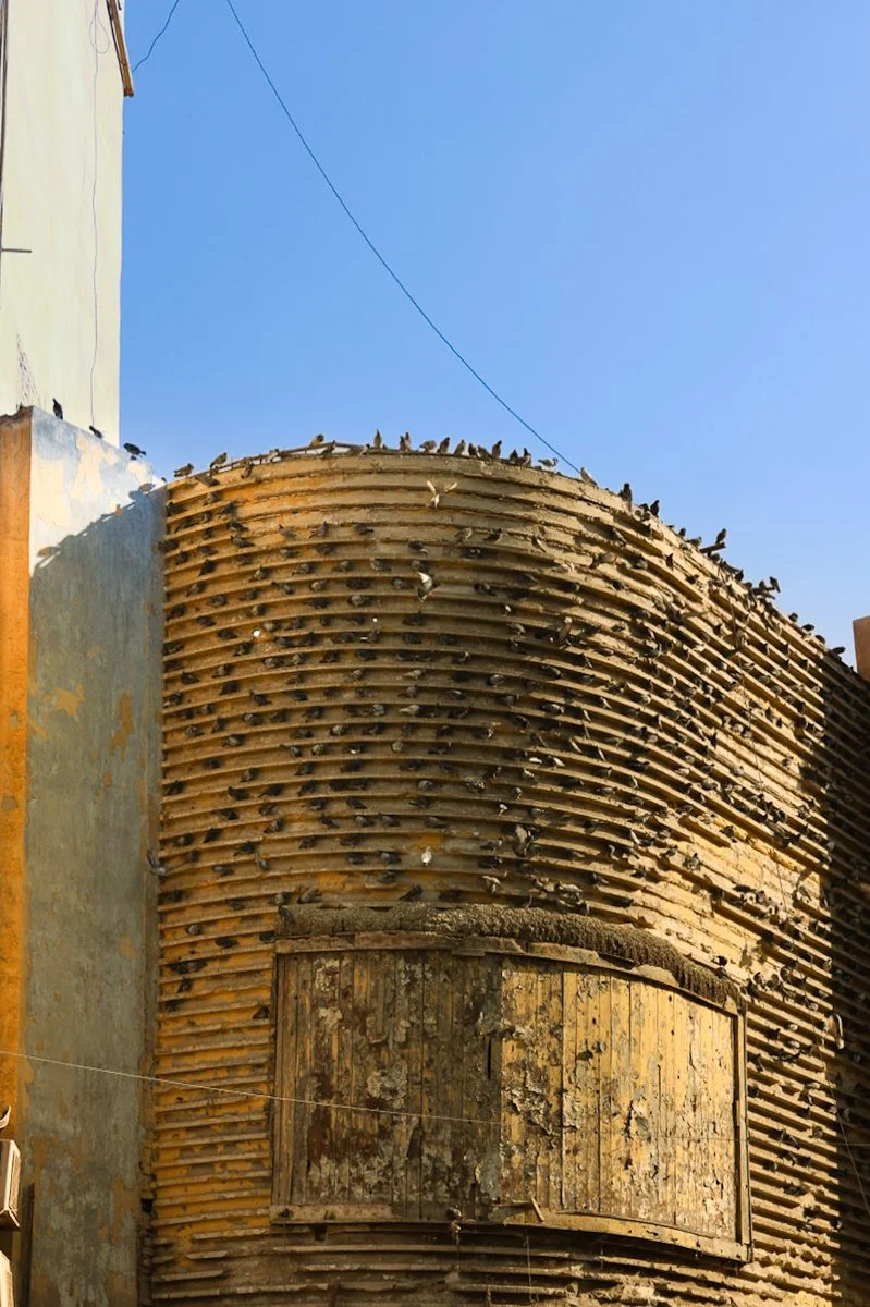 The side of a building in downtown Cairo covered in perched birds