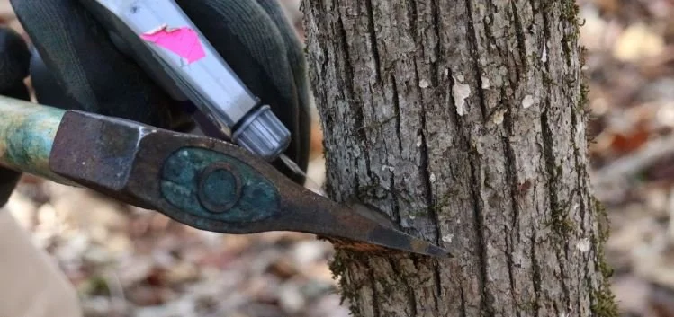 Close-up of a rusty ax embedded in a tree trunk with a small pink and gray object and a black and gray watch in the background.