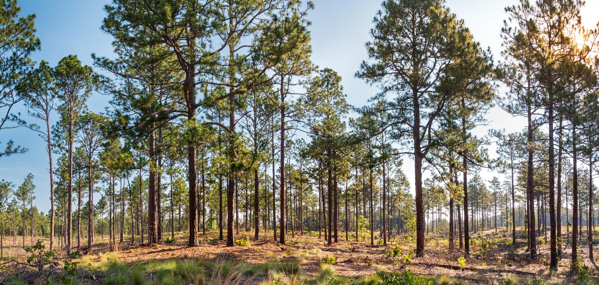 Longleaf Pano.jpg