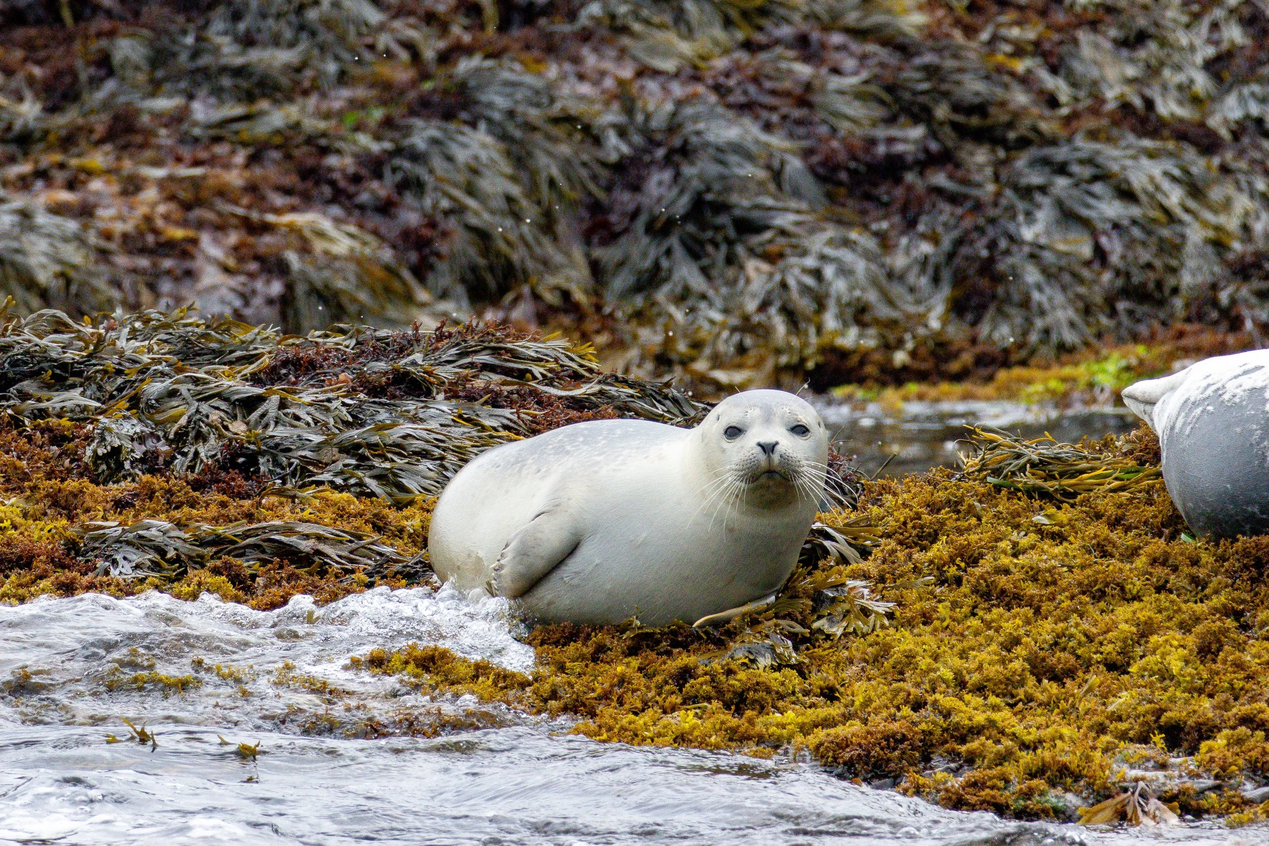 White Seal.jpg