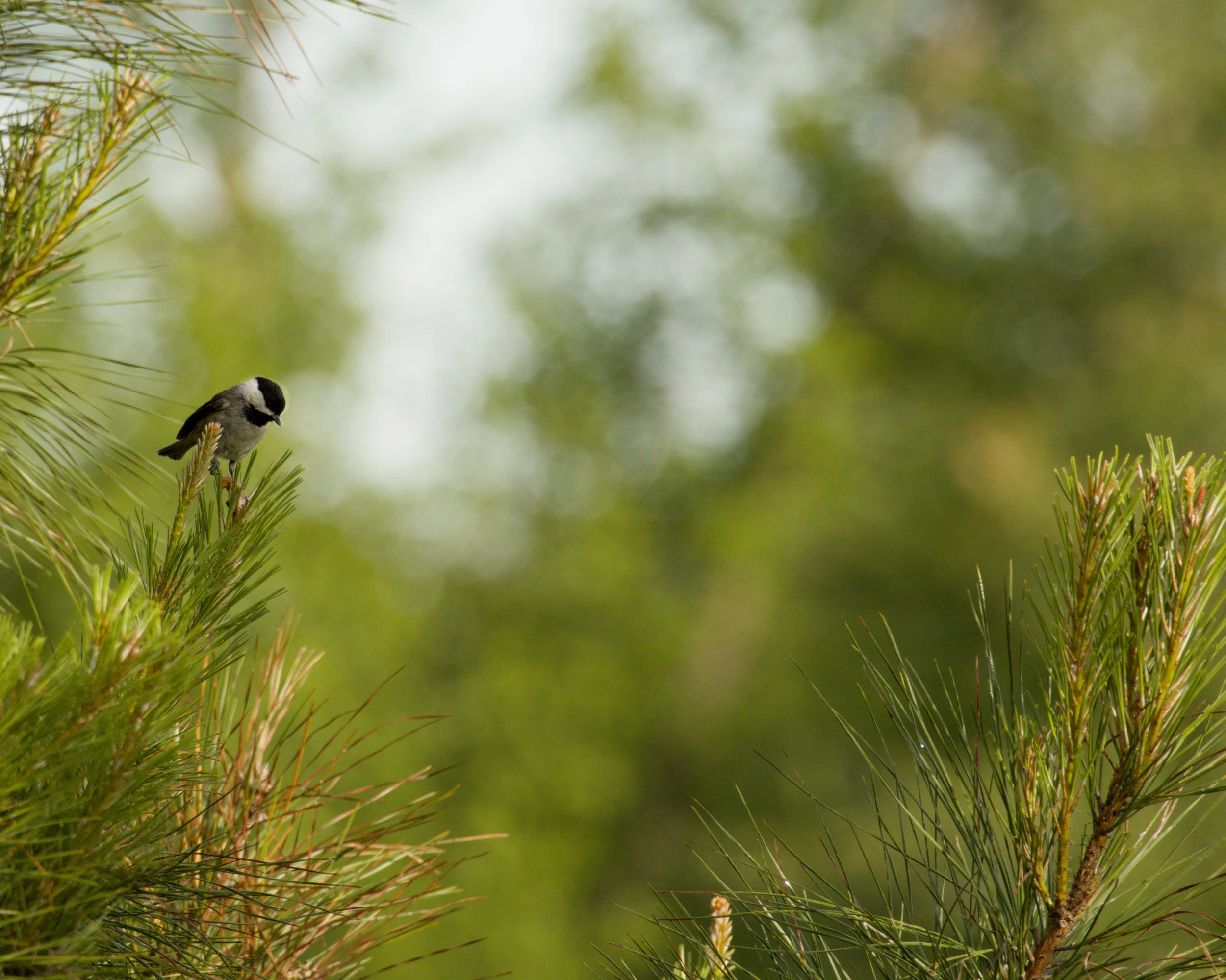 A small black and white bird perched on a pine tree branch with green blurred background.