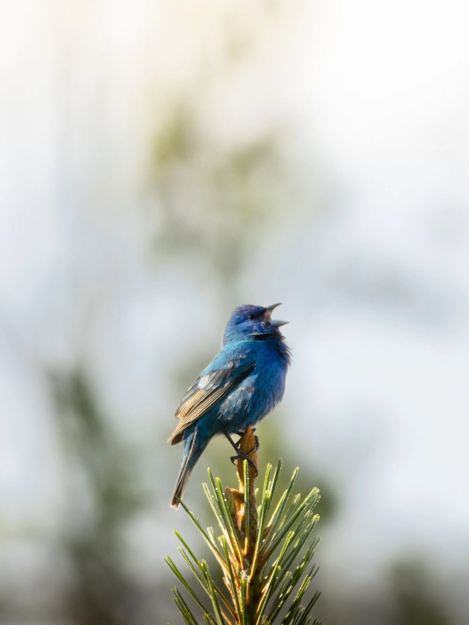 A small blue bird perched on a pine branch, singing or calling with its beak open against a blurred natural background.