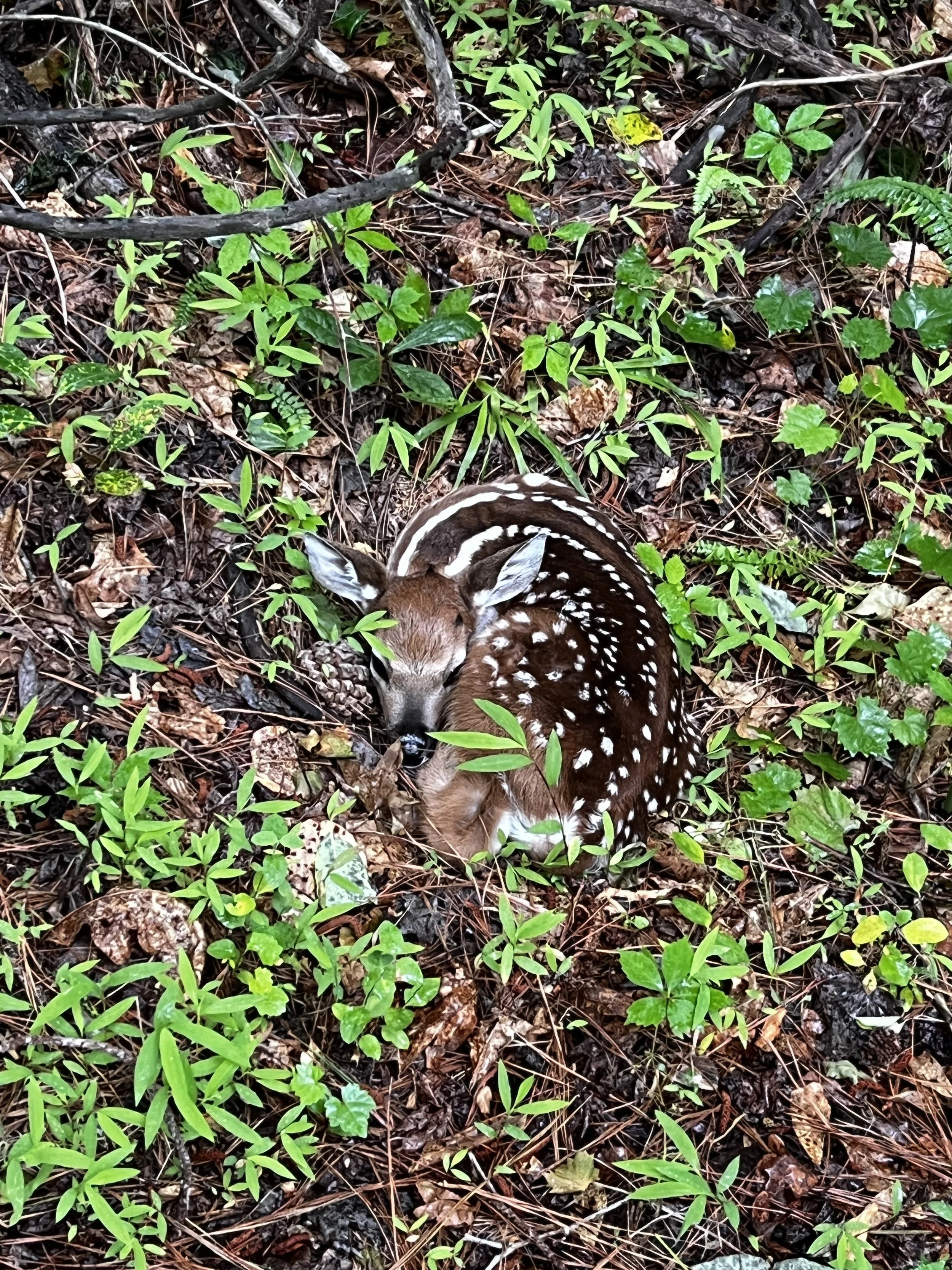 A young deer with white spots on its brown body resting among green plants, leaves, and fallen twigs in a forested area.