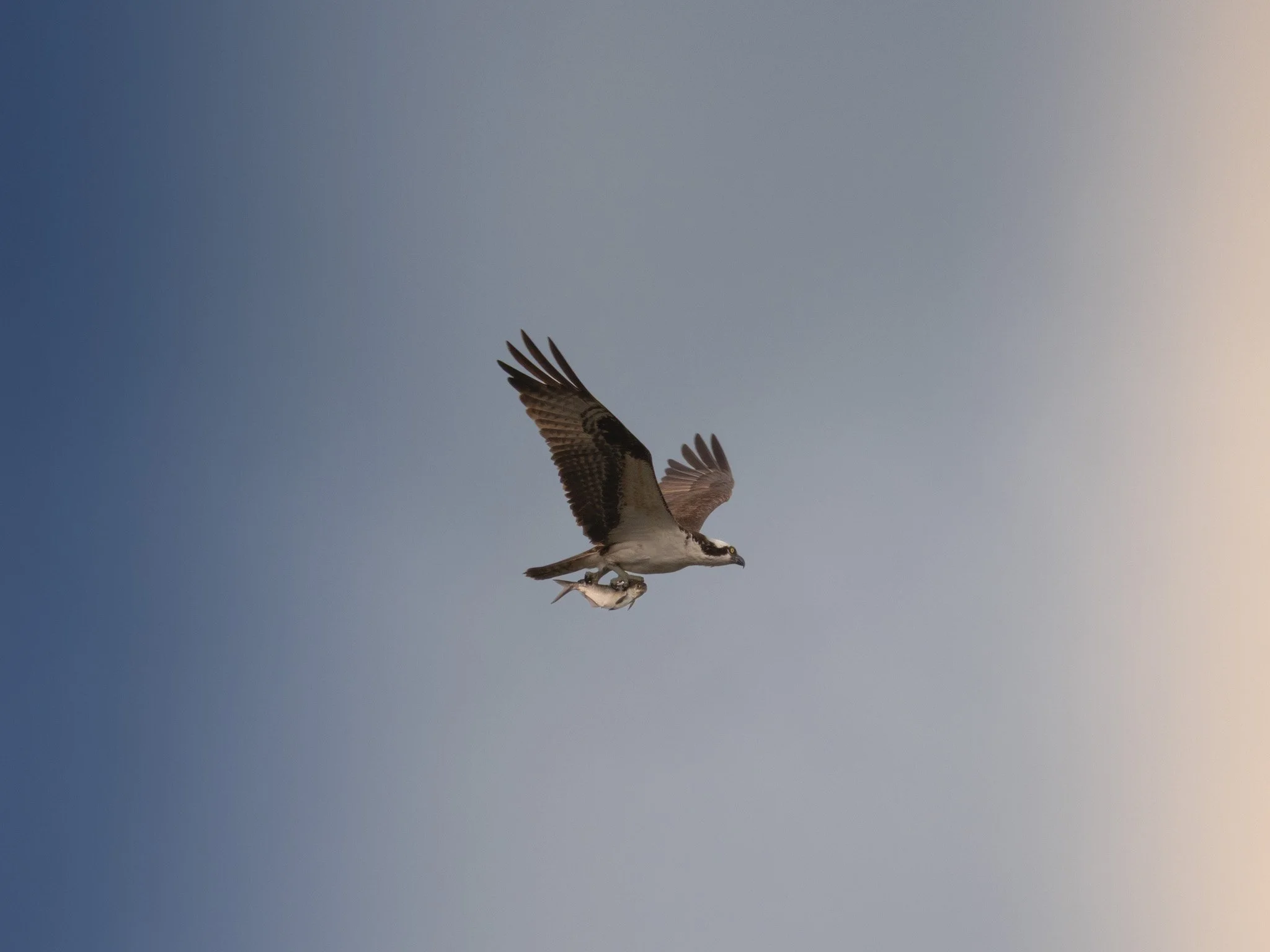 An osprey flying in the sky while clutching a fish in its talons.