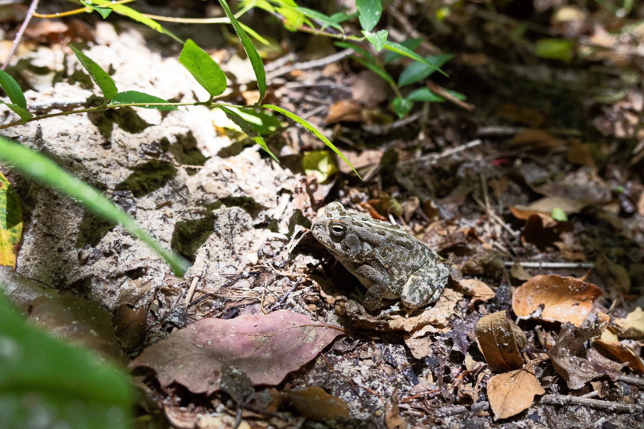 Toad.jpg