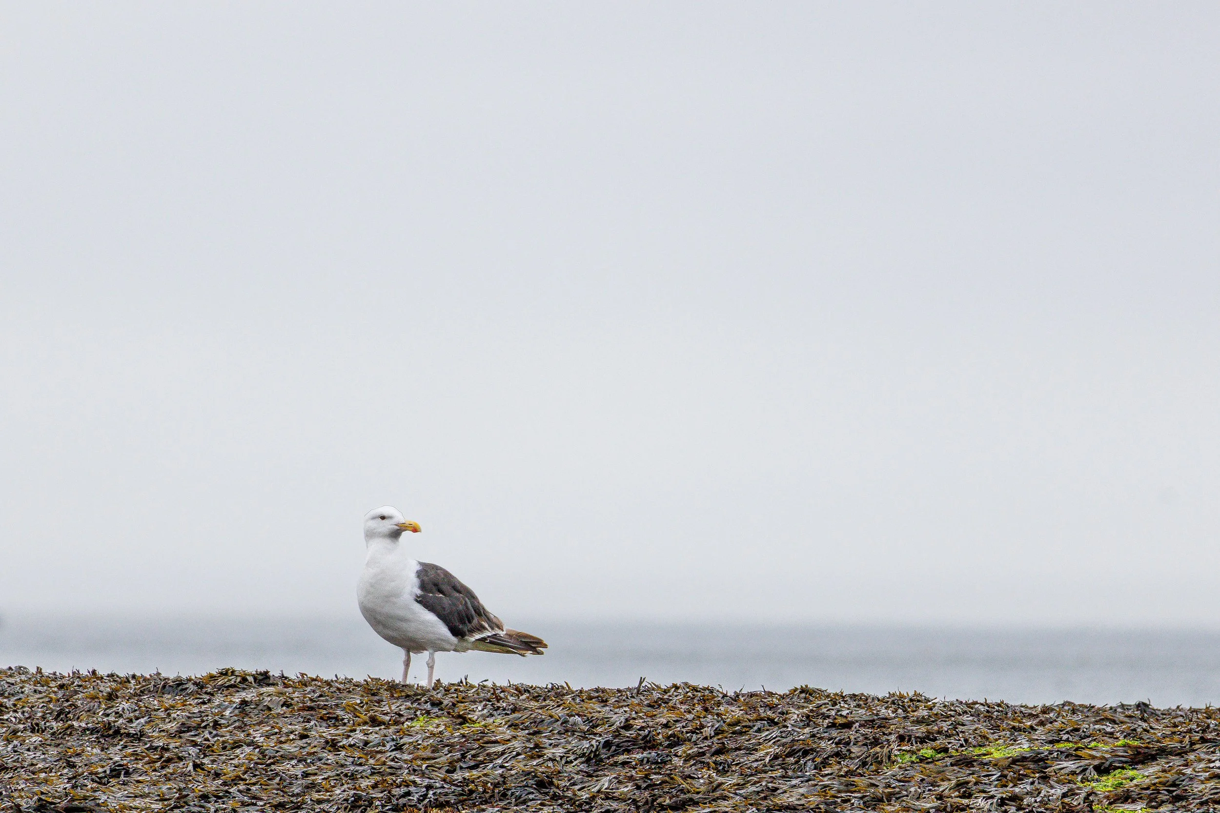 Seagull.jpg