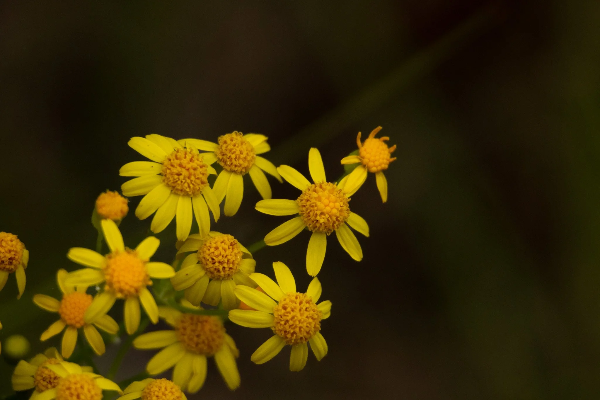 Flowers In the Field.jpg