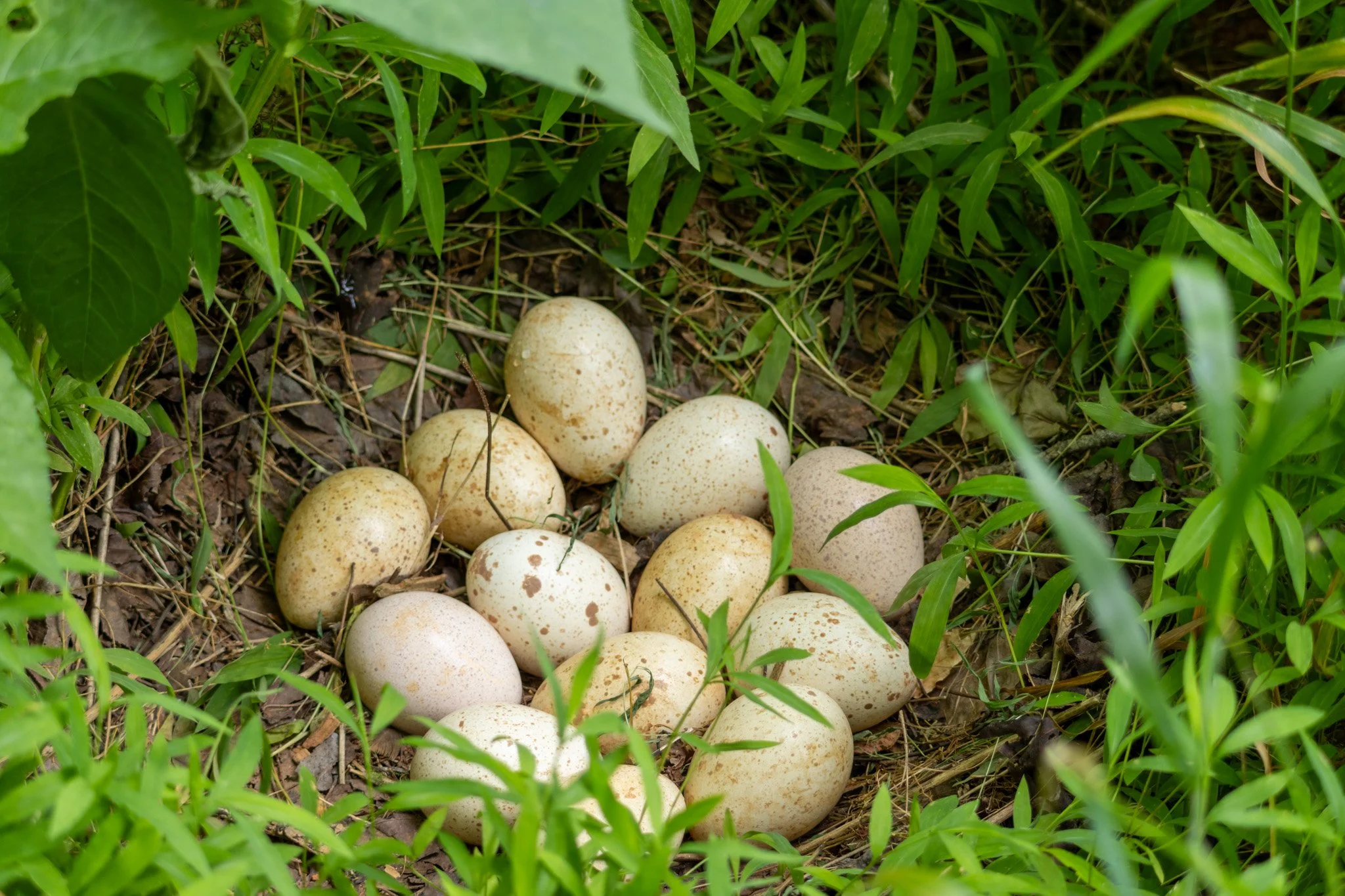 Turkey Eggs.jpg