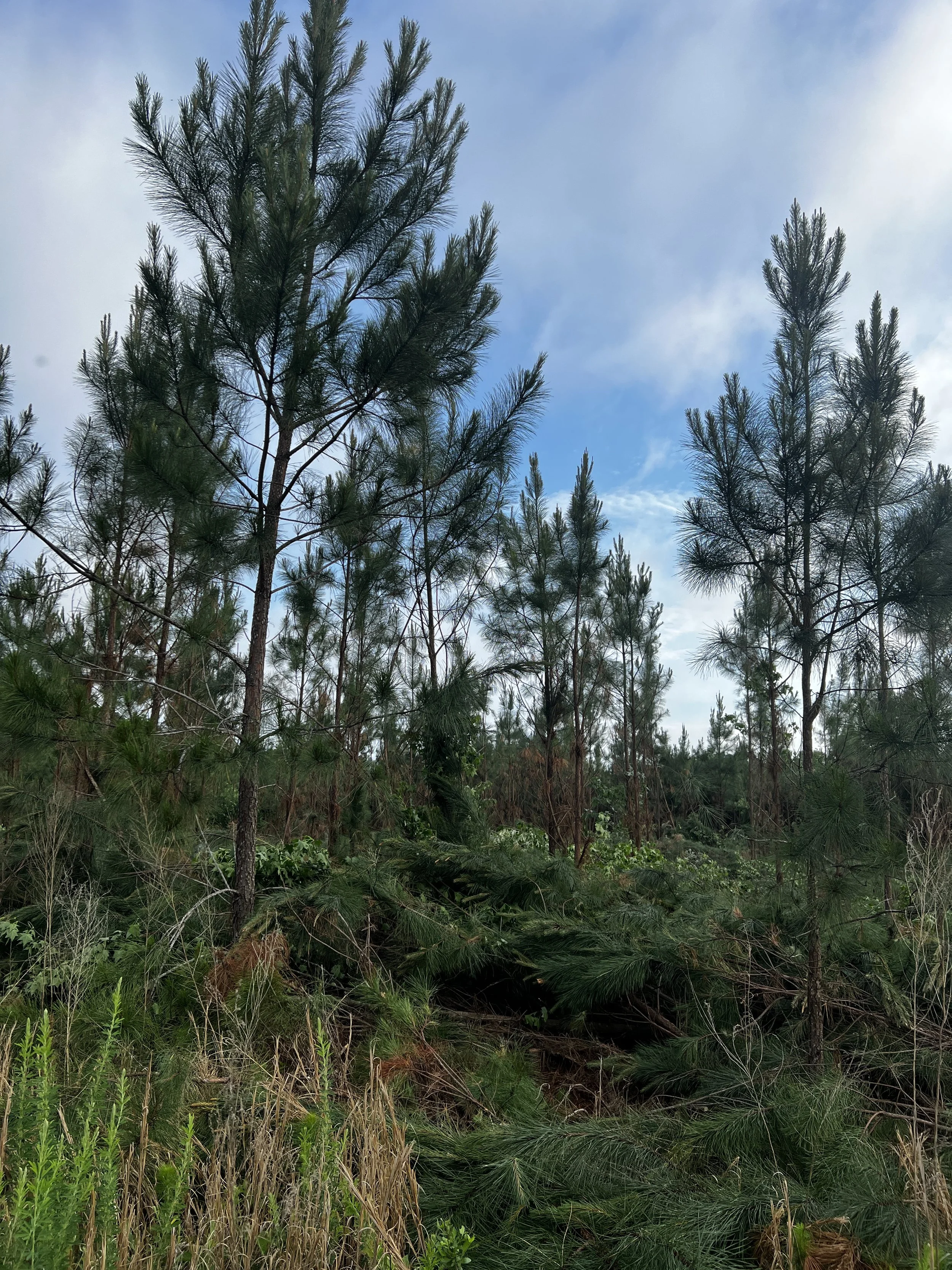 Tall evergreen trees in a forest with a blue sky and scattered clouds in the background.