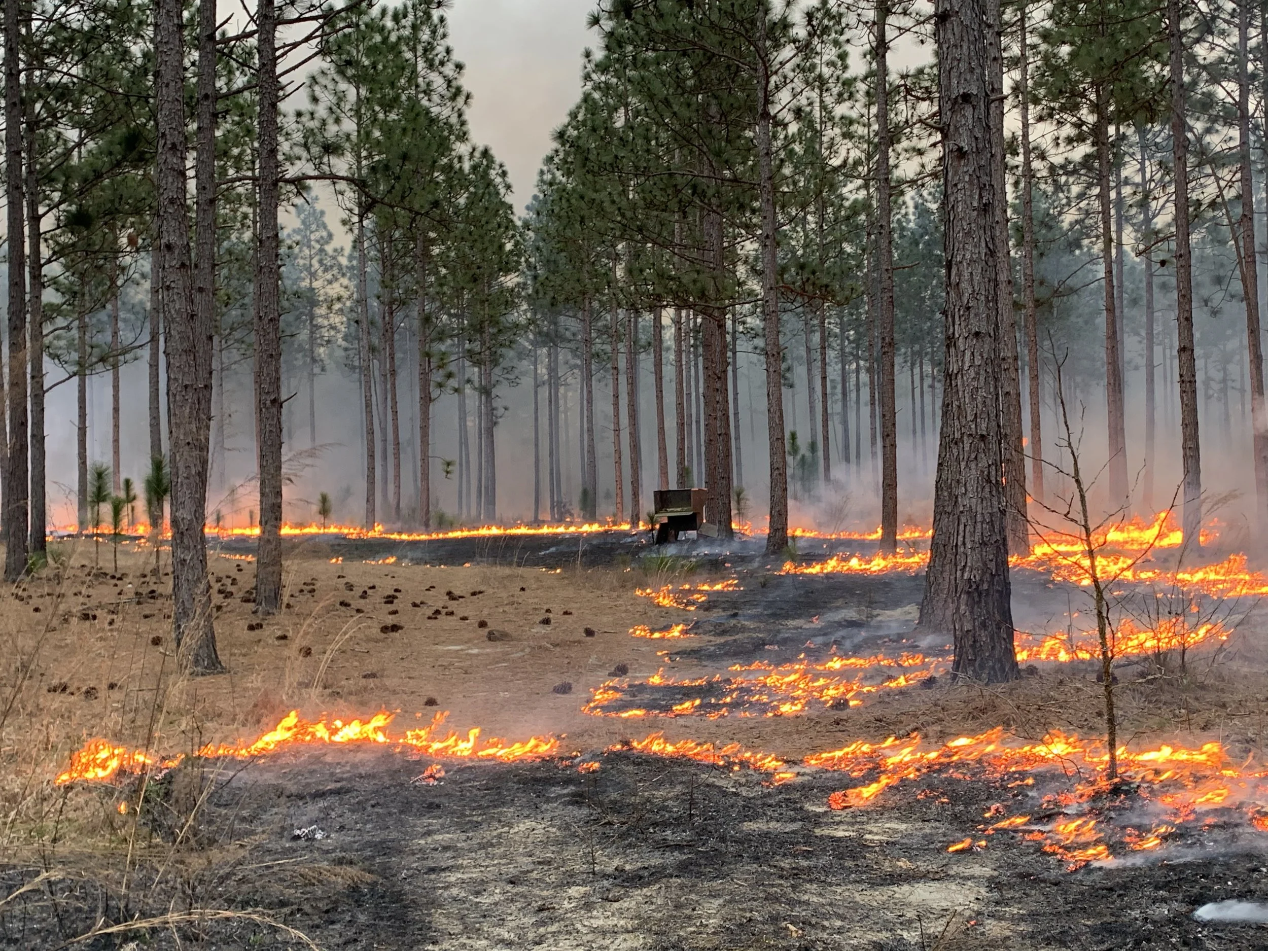 Forest with tall pine trees and a ground fire burning, producing smoke.