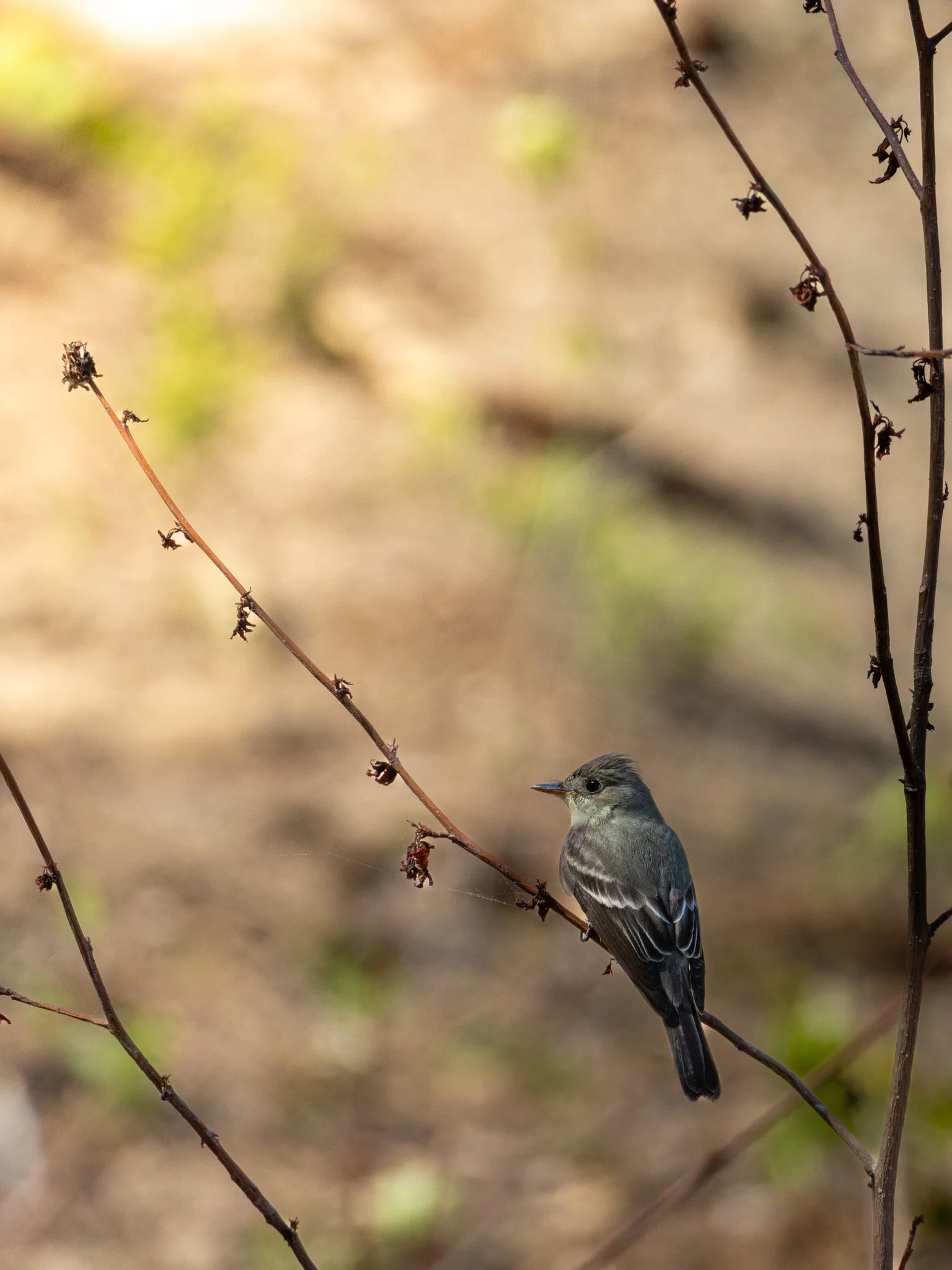A small bird with gray and white feathers perched on a thin dry twig, with blurred background and additional twigs with dried flower remnants.