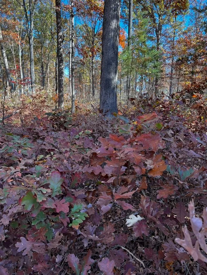 Autumn forest with leaves on the ground in shades of red, orange, and brown, with tall trees and a bright blue sky in the background.