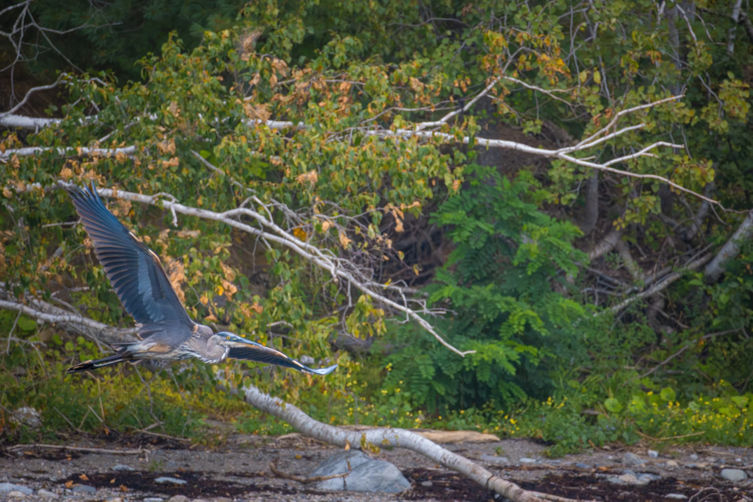 Blue Heron.jpg