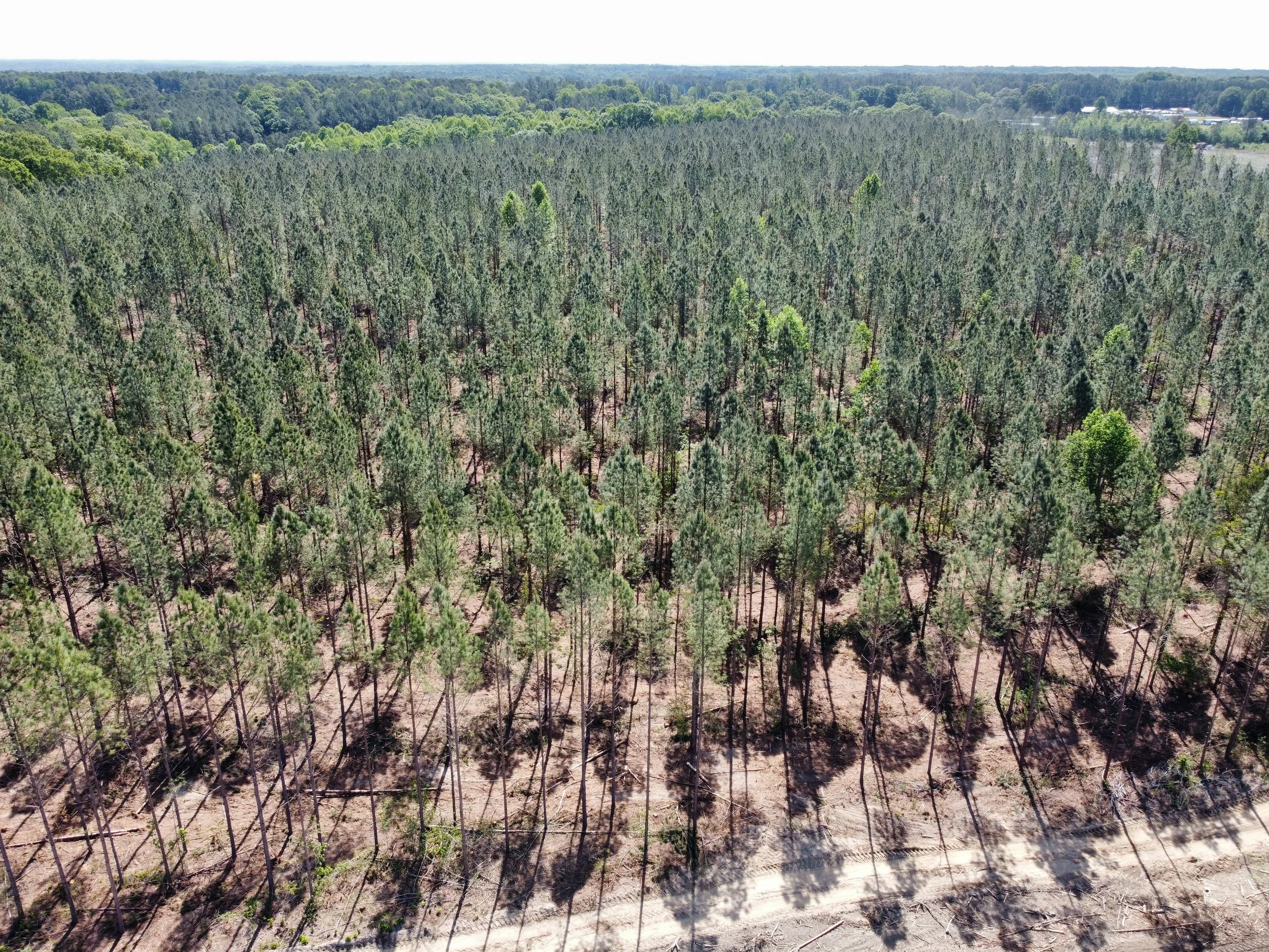Aerial view of a large forest of green pine trees, with a small building complex in the distance on the right side.