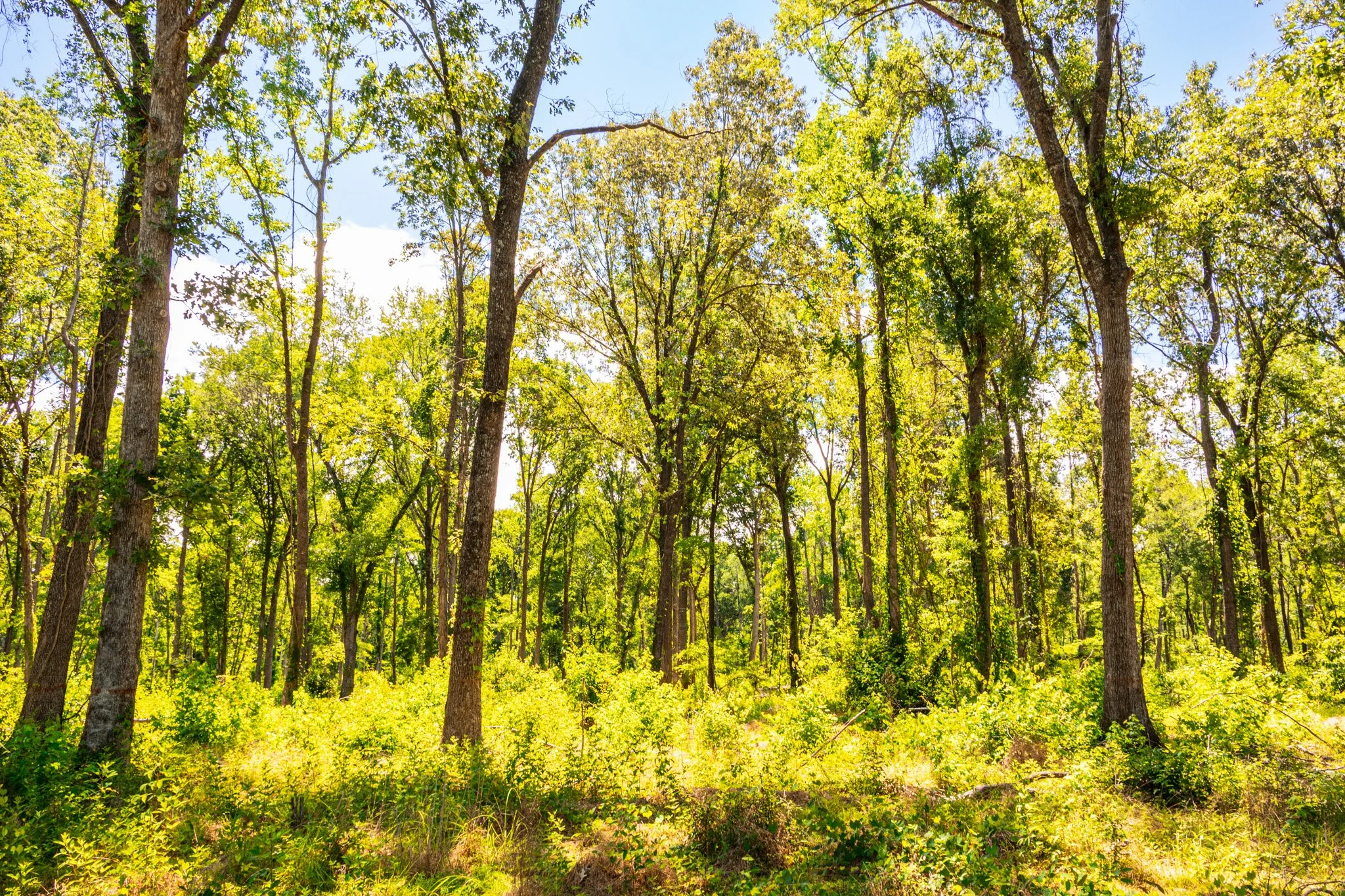 Bottomland Hardwood Improvement.jpg