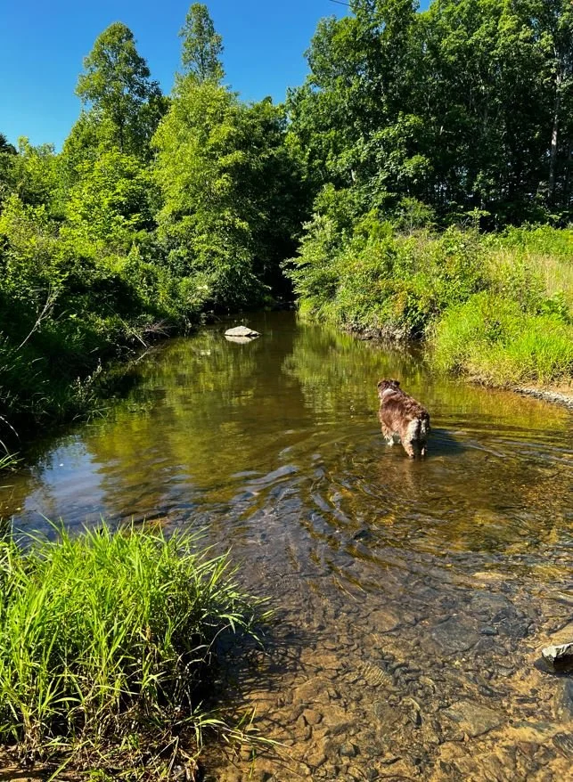A dog wading through a shallow, clear creek surrounded by lush green trees and bright blue sky.