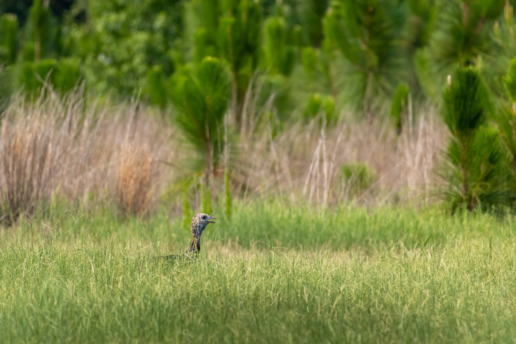 Hen Turkey and Longleaf.jpg