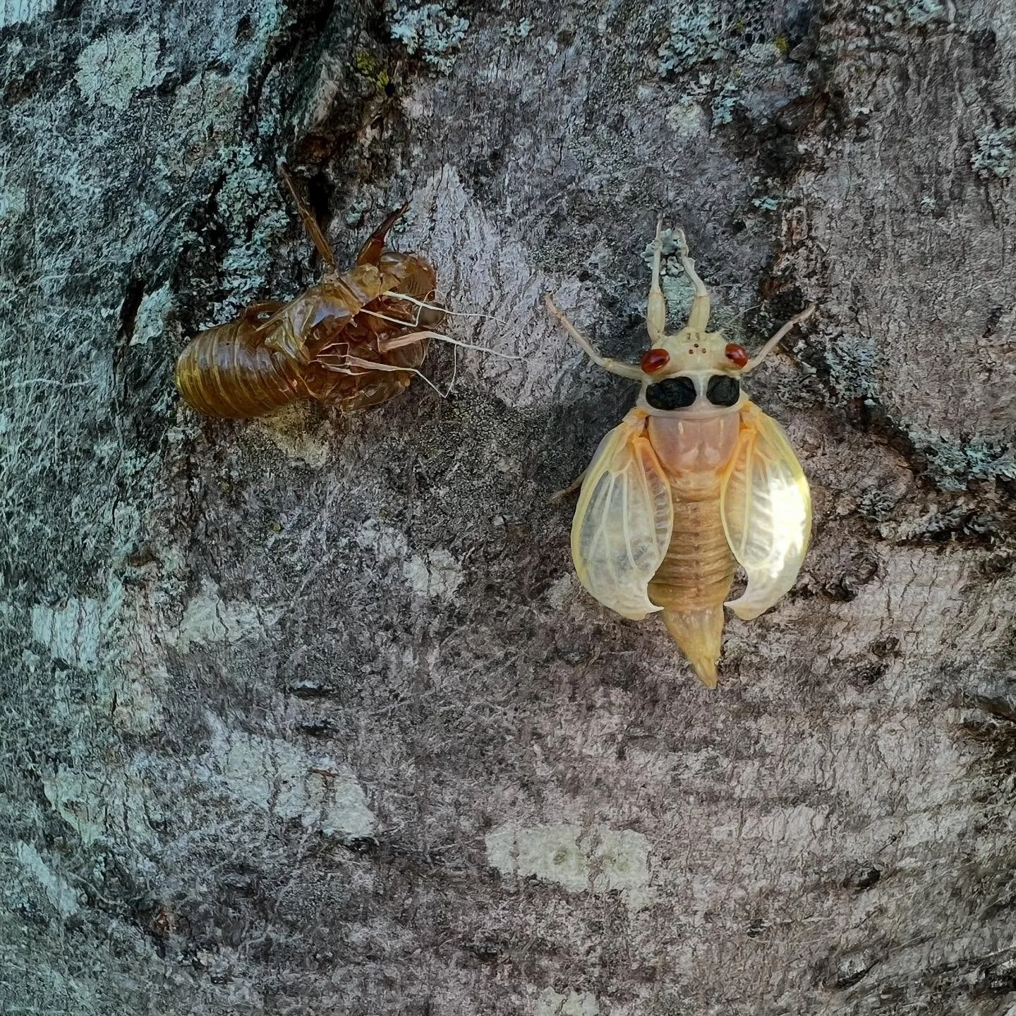 Let the cicadas sing and the summer vibes roll&hellip;  Sugar Pop Press is set up at Ritter Park today!
Find the pink tent and swing by for art, sunshine, and good conversation. We&rsquo;re here in Huntington until 4 PM! 🪲🌸🌼