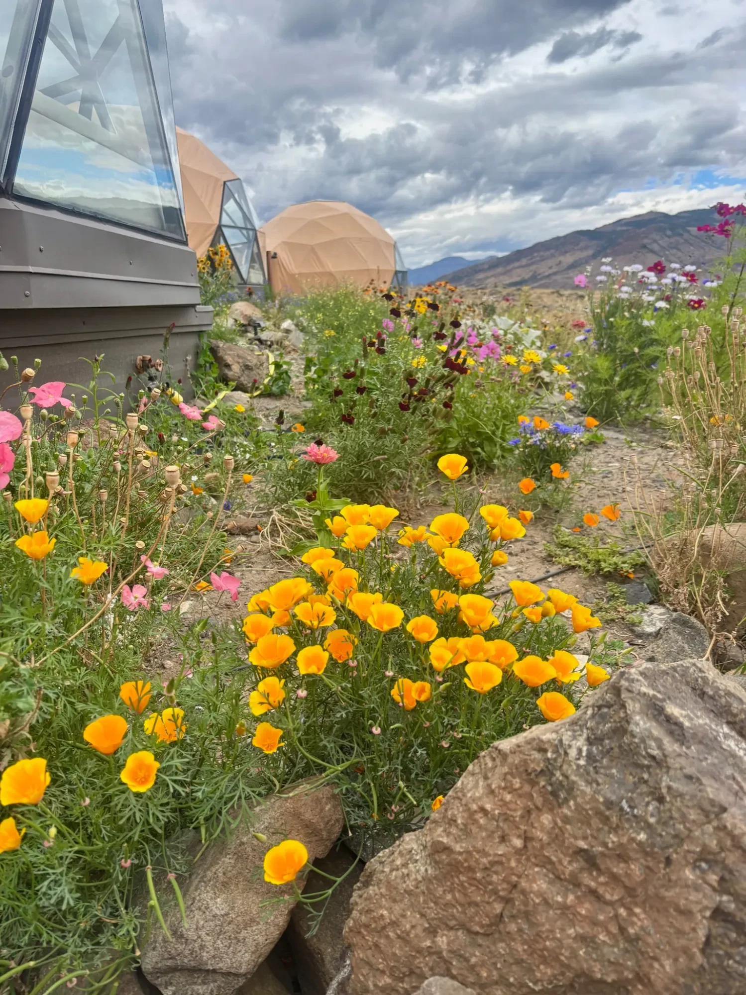 Colorful flowers growing alongside a rocky path with mountainous landscape and cloudy sky in the background at Pure Heart Retreat in Wapiti, WY.
