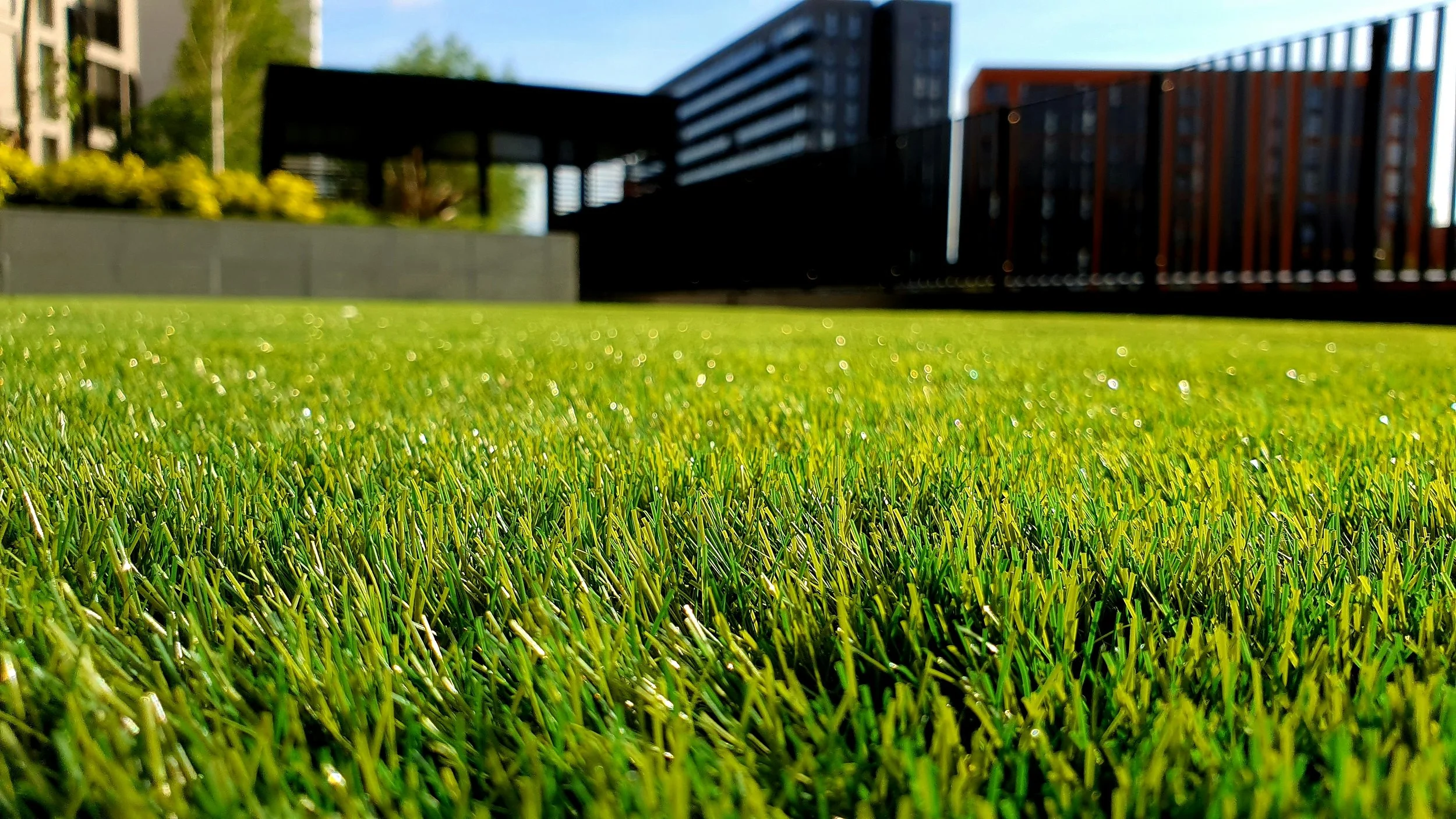 Spring Lawn Care: What to Actually Do With That Bag of Weed &amp; Feed