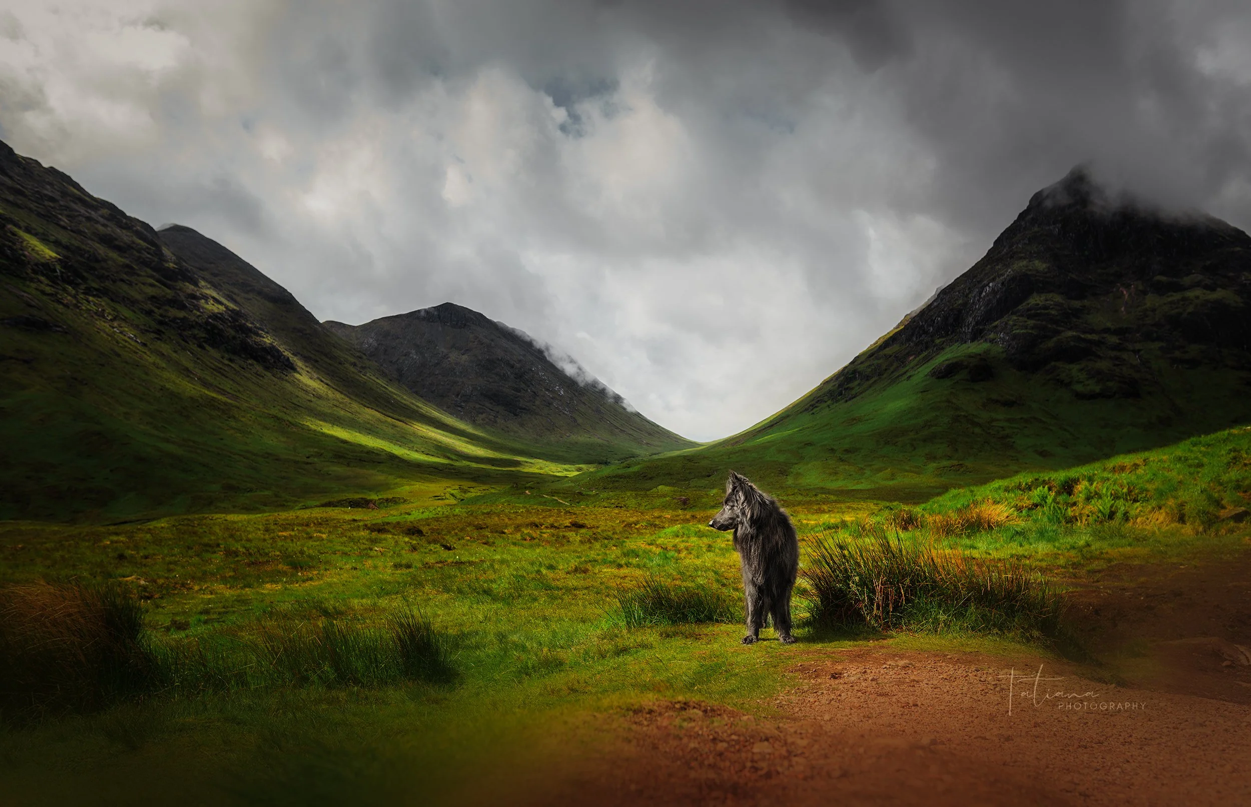 A lone wolf standing on a dirt path in a green valley surrounded by mountains under a cloudy sky.